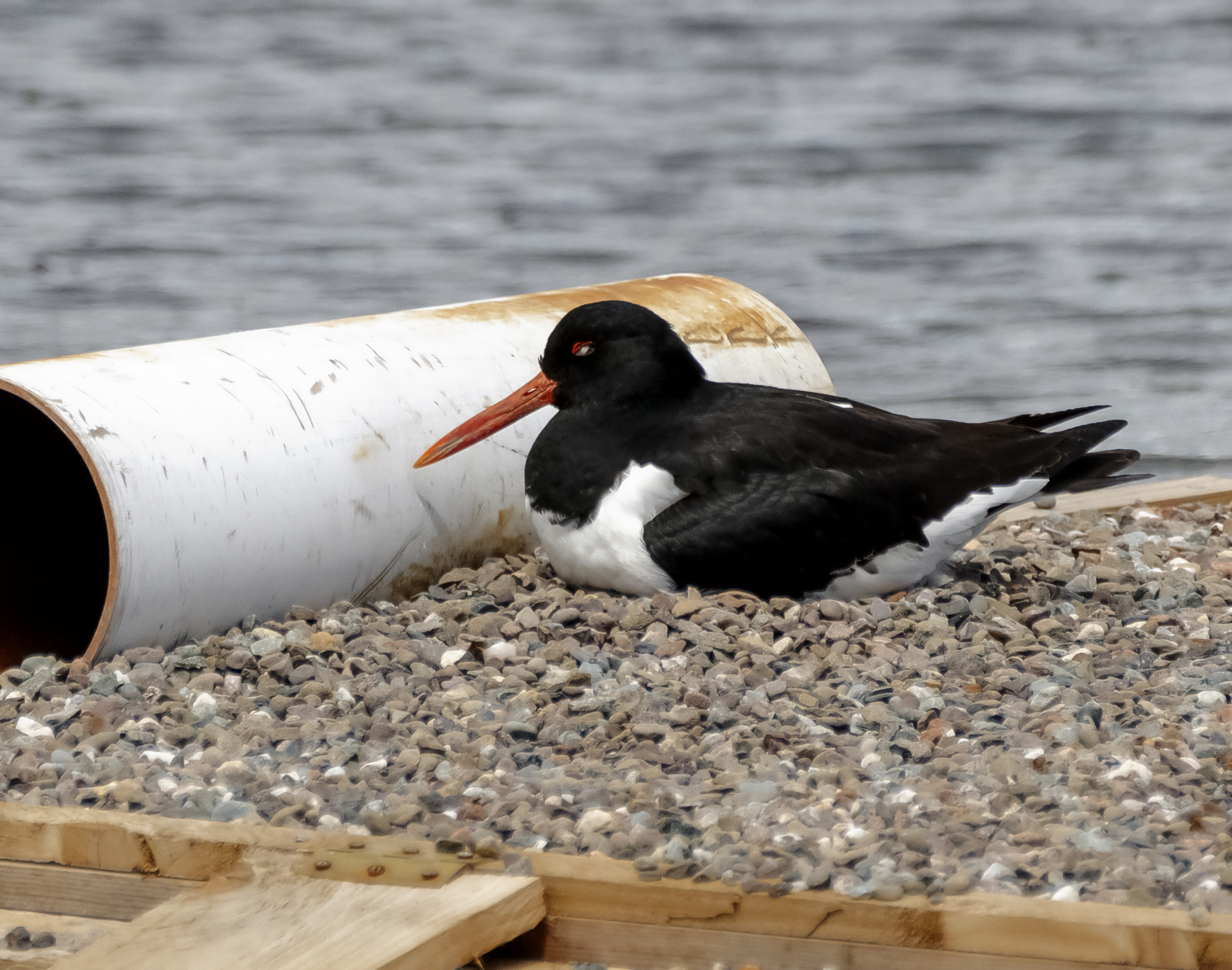 Oystercatchers on Eggs