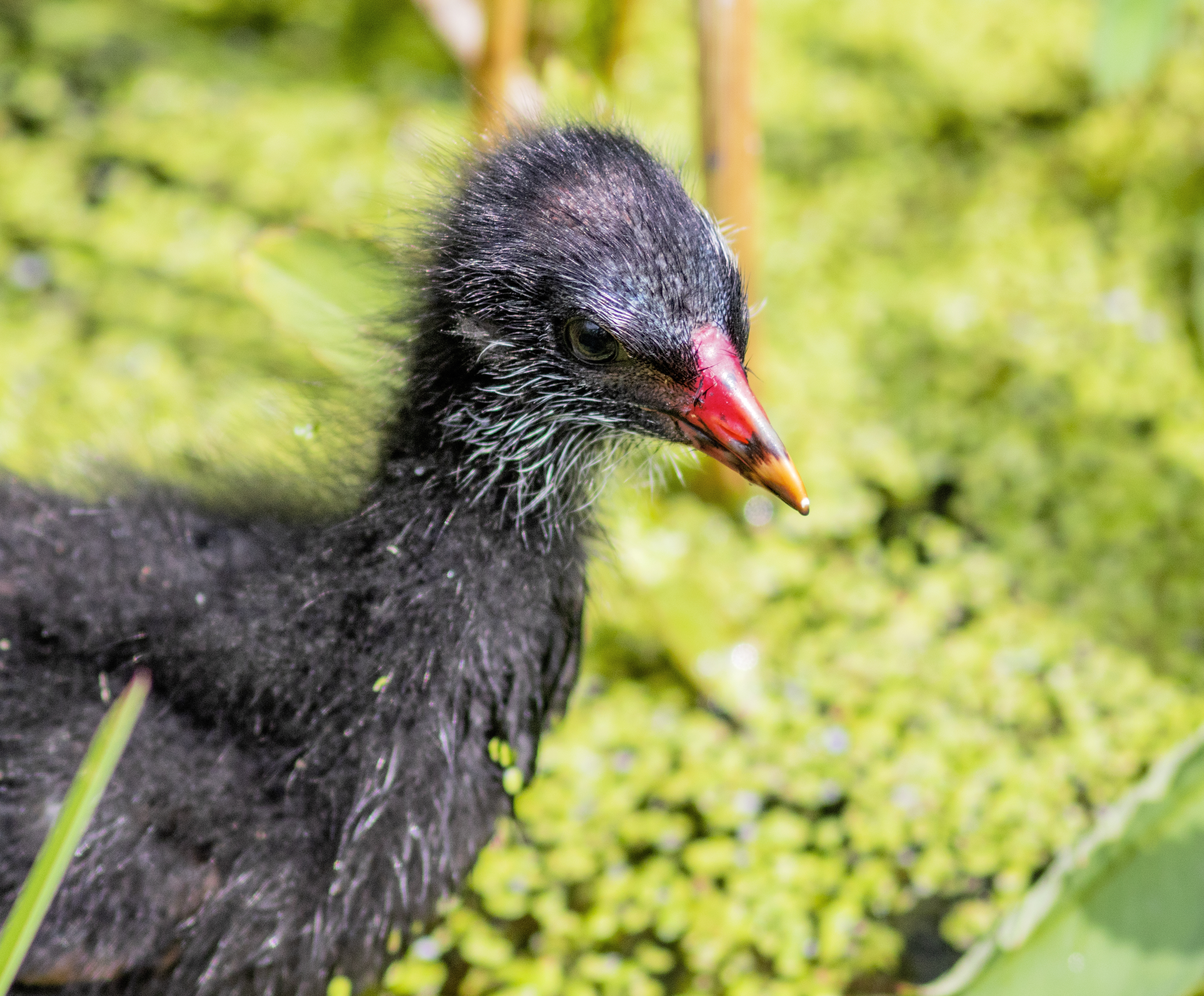 Chicks and ducklings