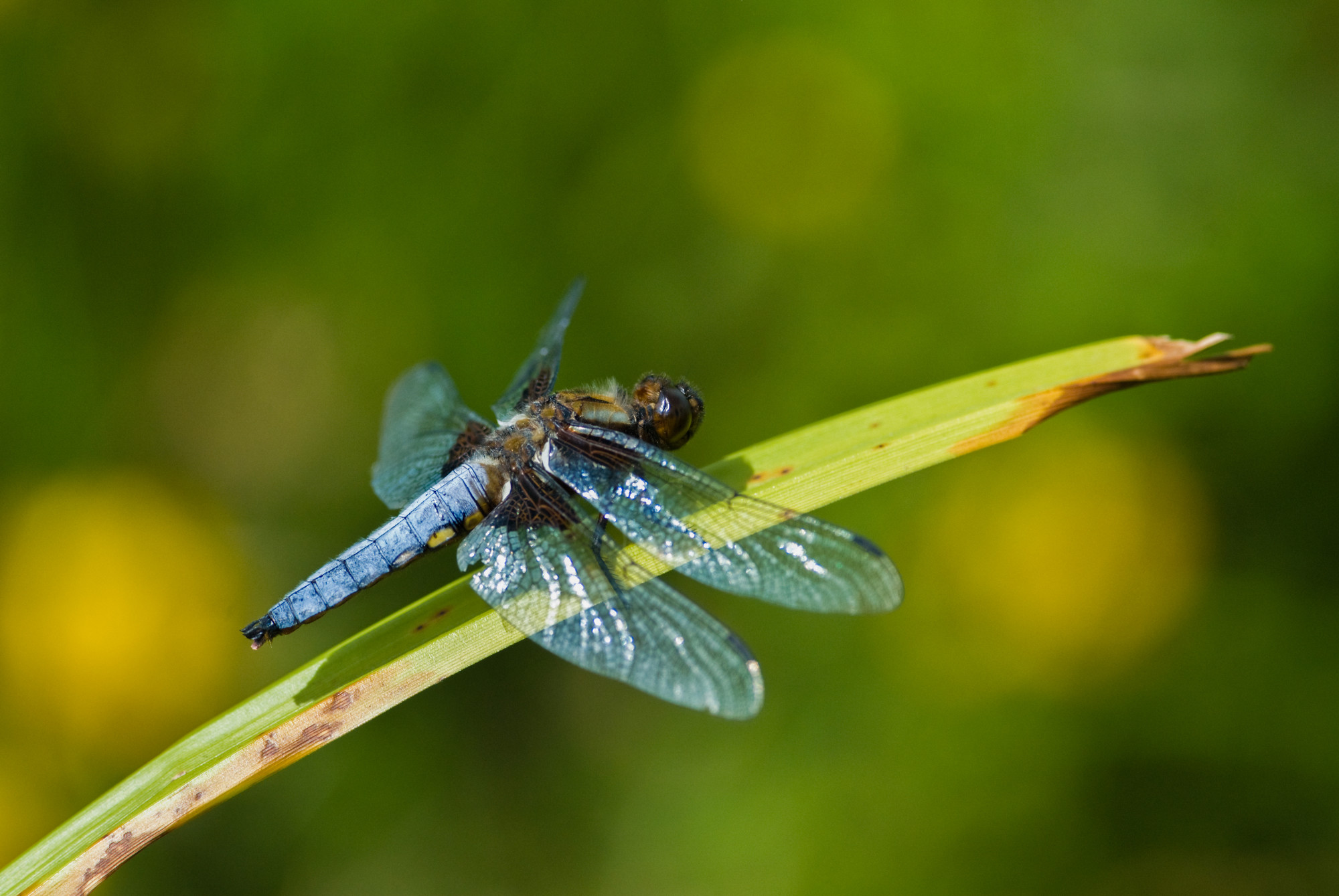 Recent sightings 4th - 7th May