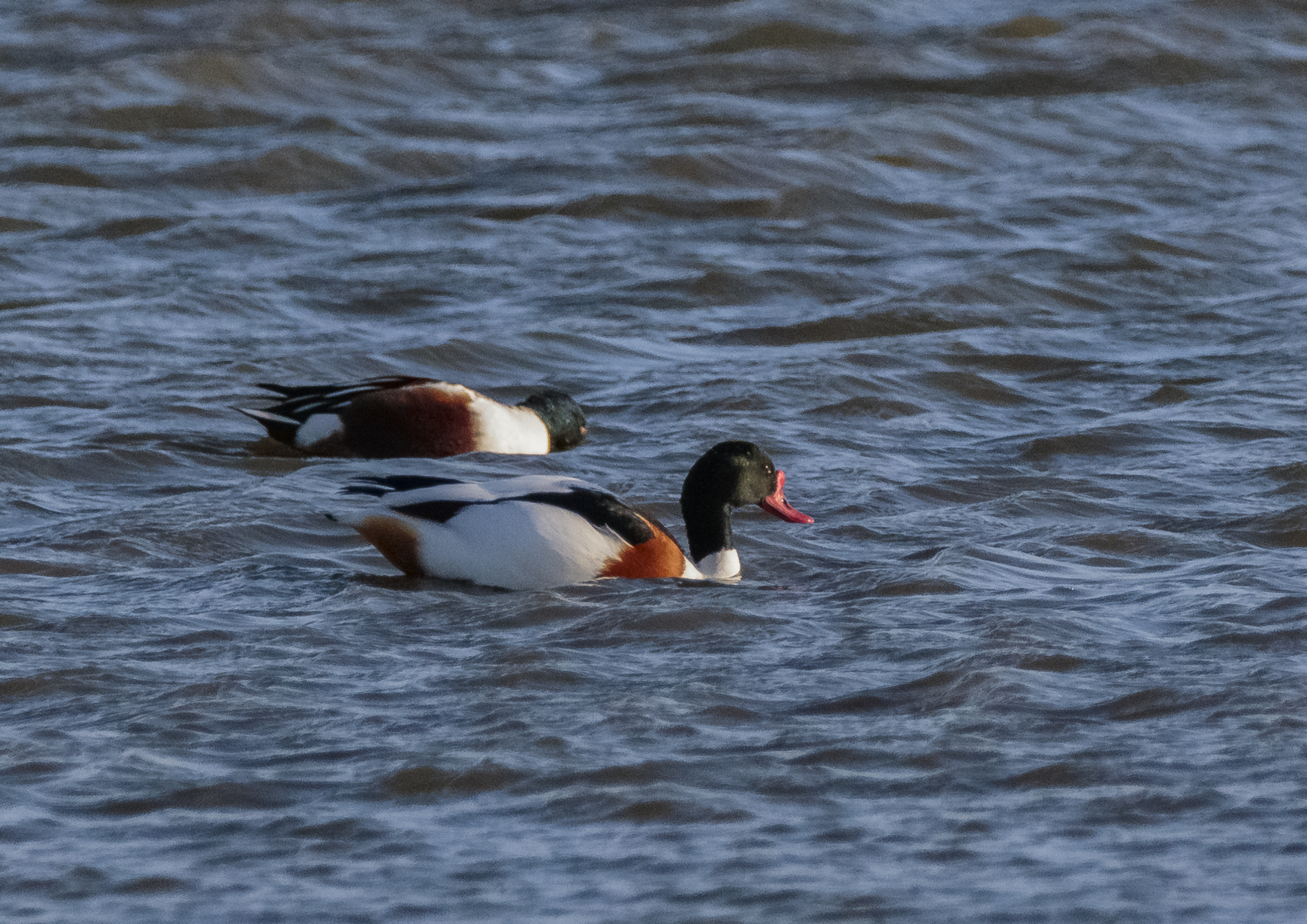 Shelduck Chicks