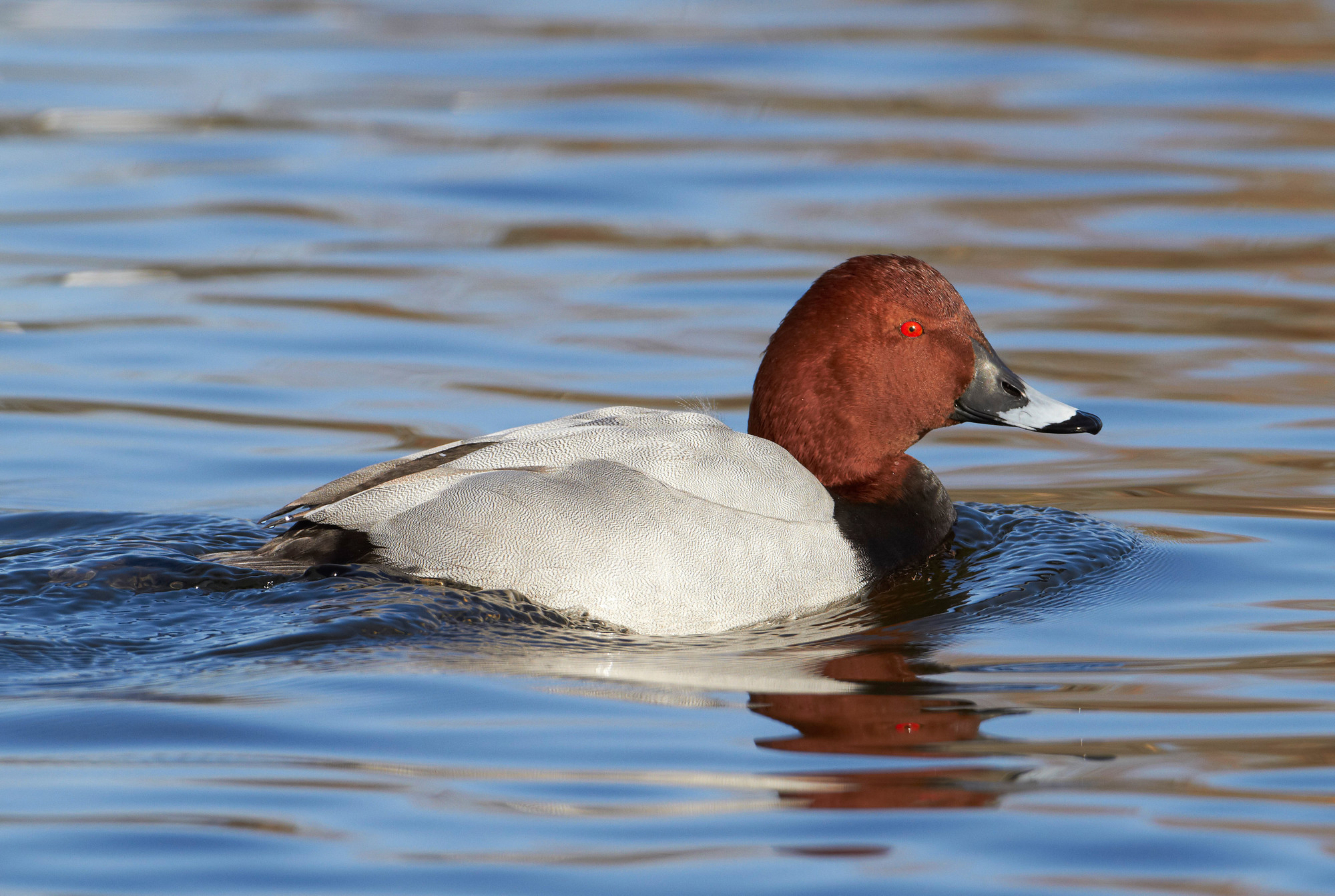 Recent Sightings 31st October - 6th November