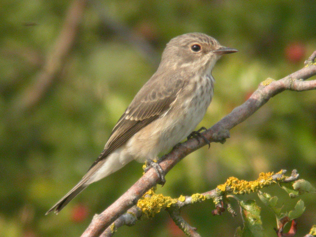 Wildlife sightings for 10th September 2022