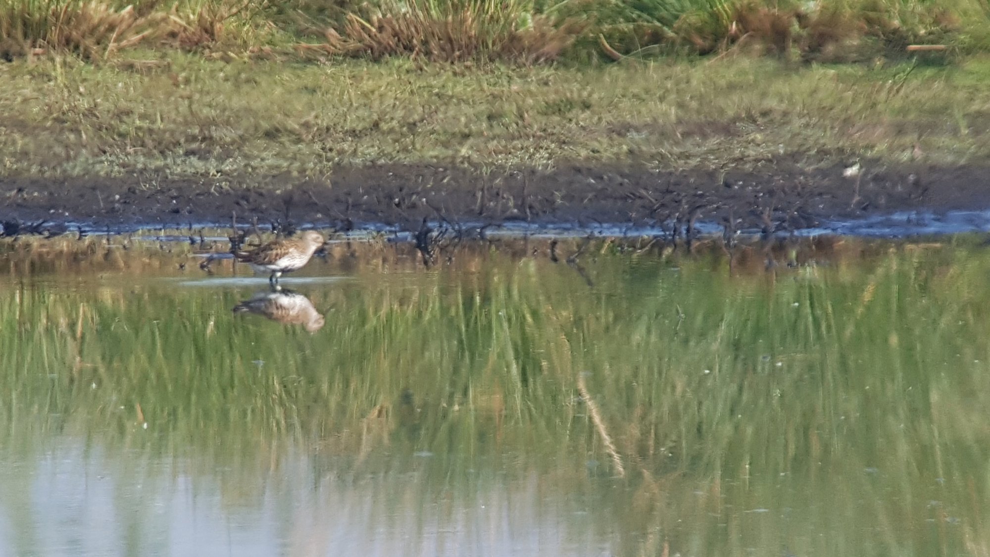 Black Terns again