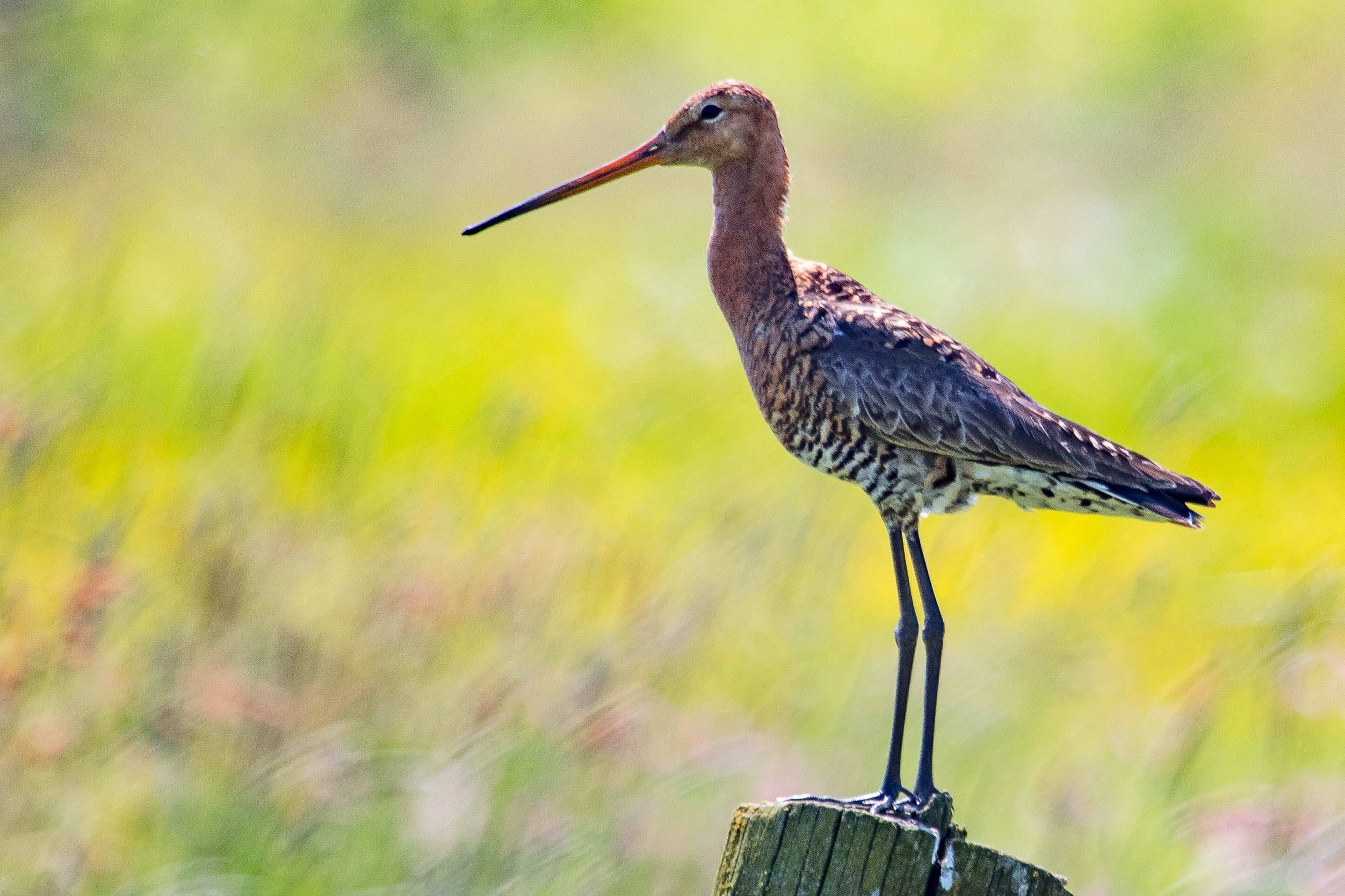 Wildlife wonderland on Martin Mere’s nature reserve