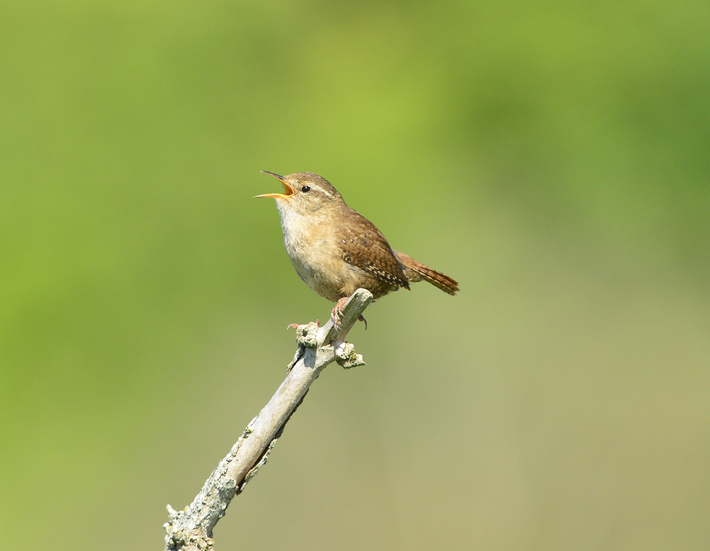 Singing and nesting