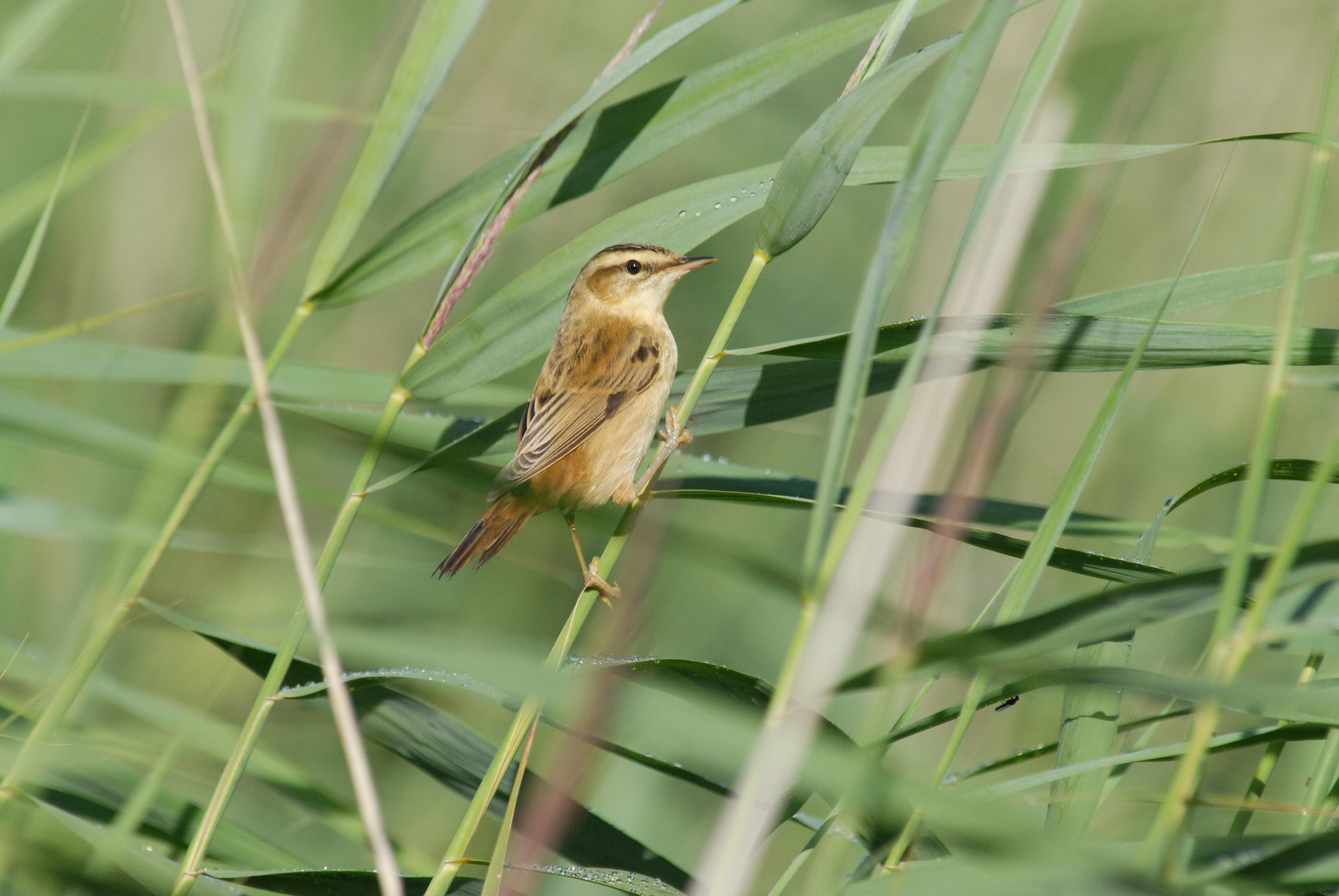 Recent Sightings - 27th April 2020