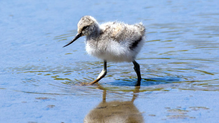 Pied avocet chick