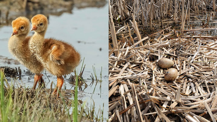 Crane chick and egg