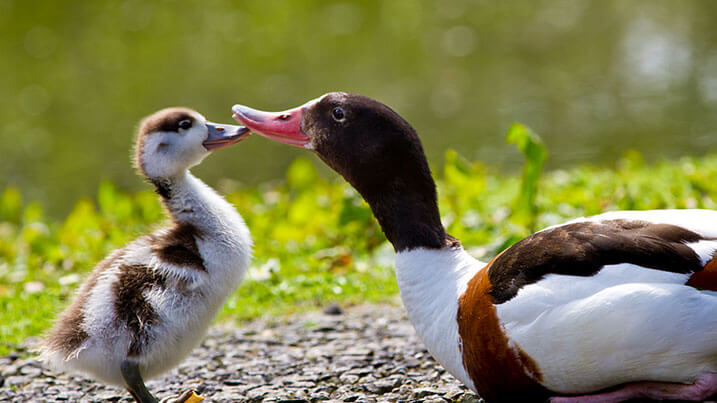 A female mallard duck on the nest