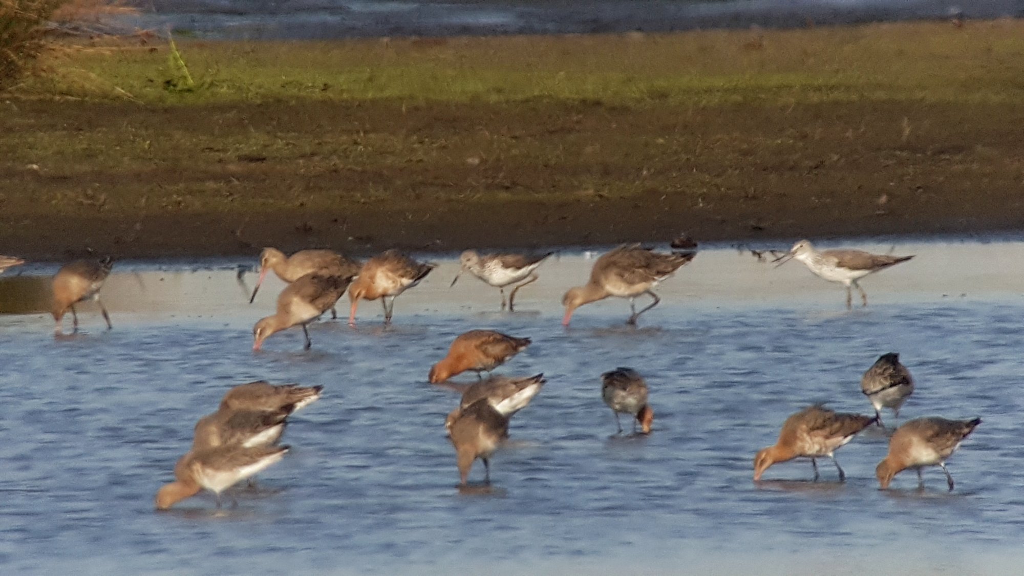 Temminck's Stint