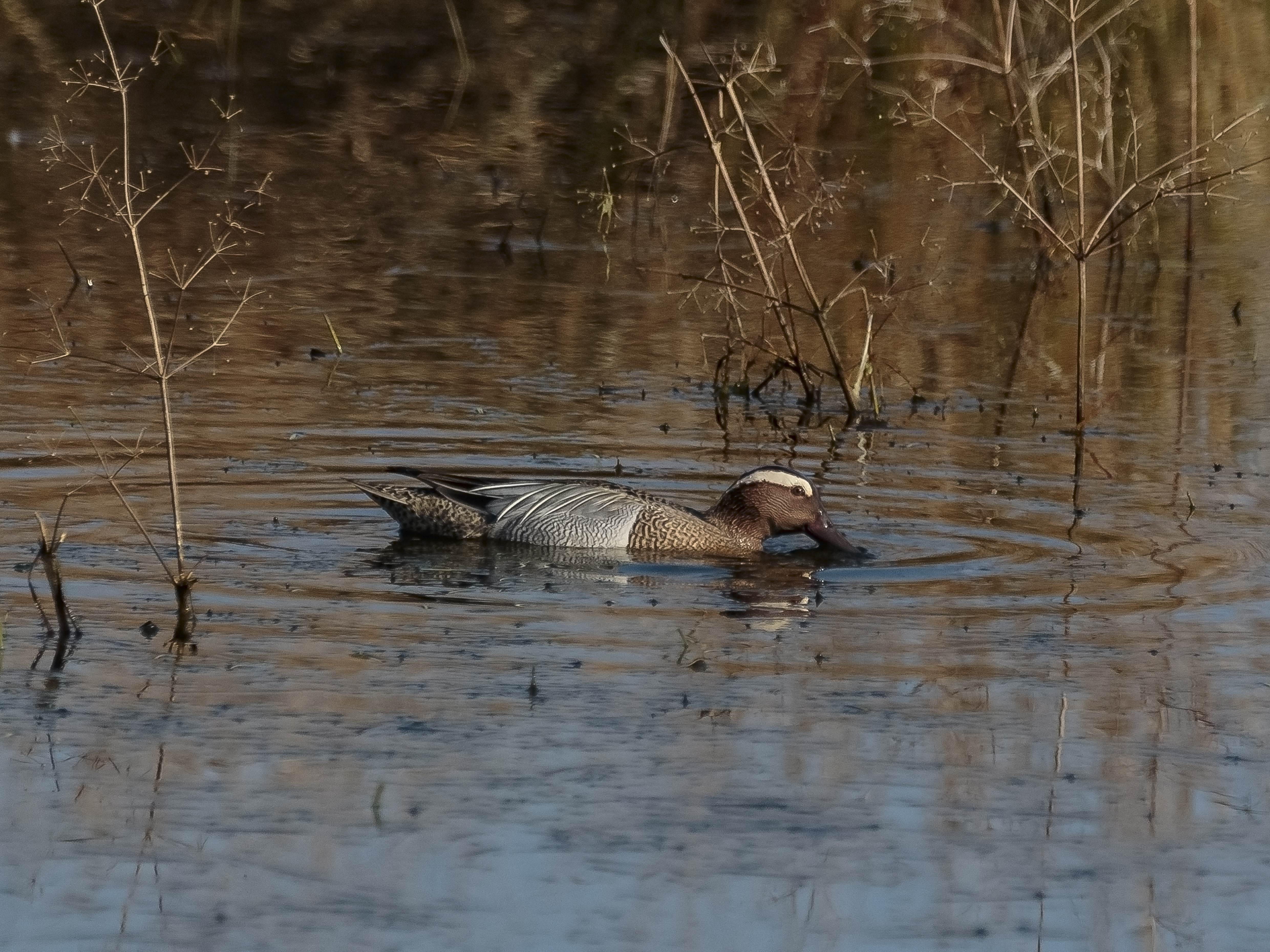 Garganey still on Folly