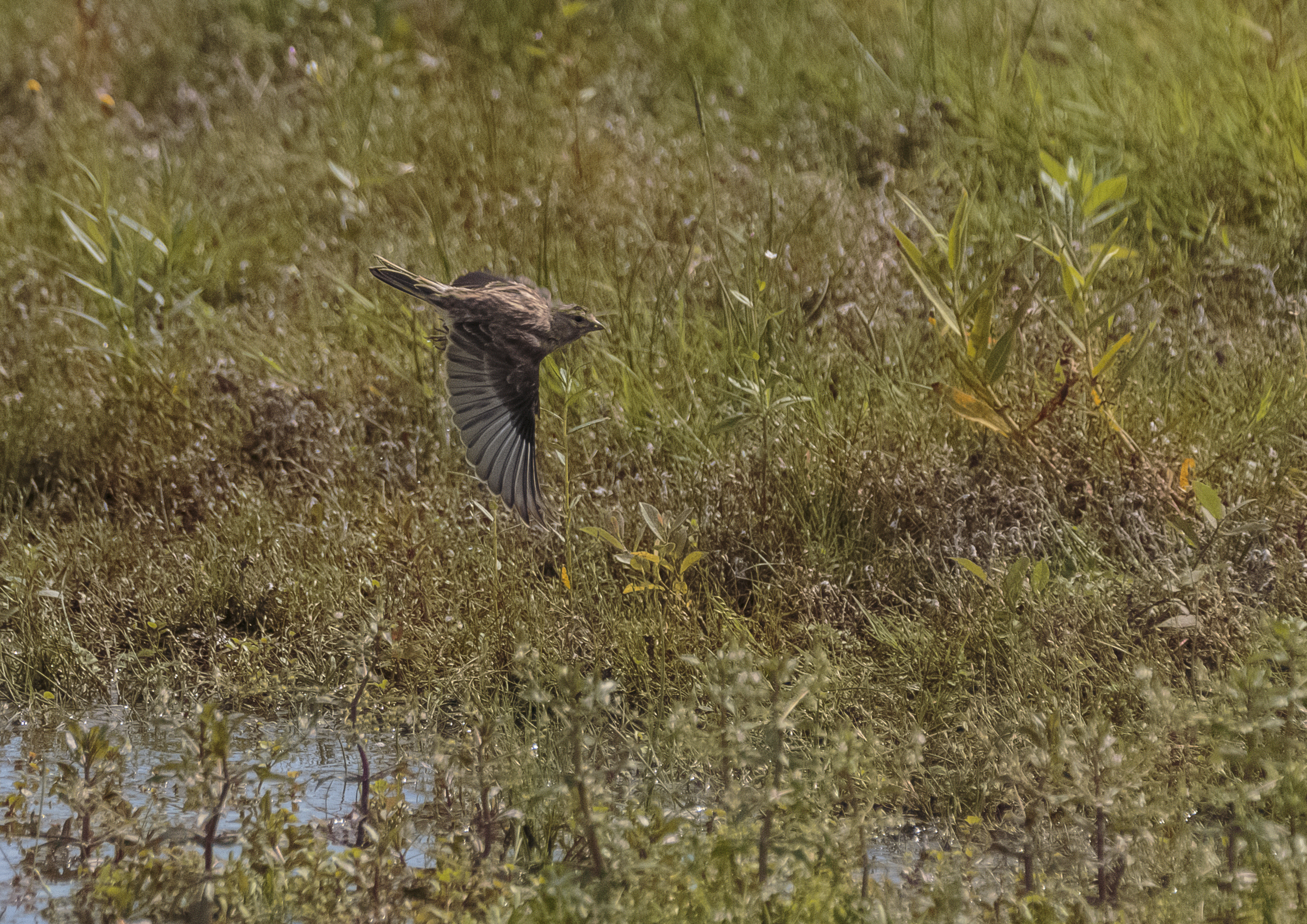 Skylarks Serenading