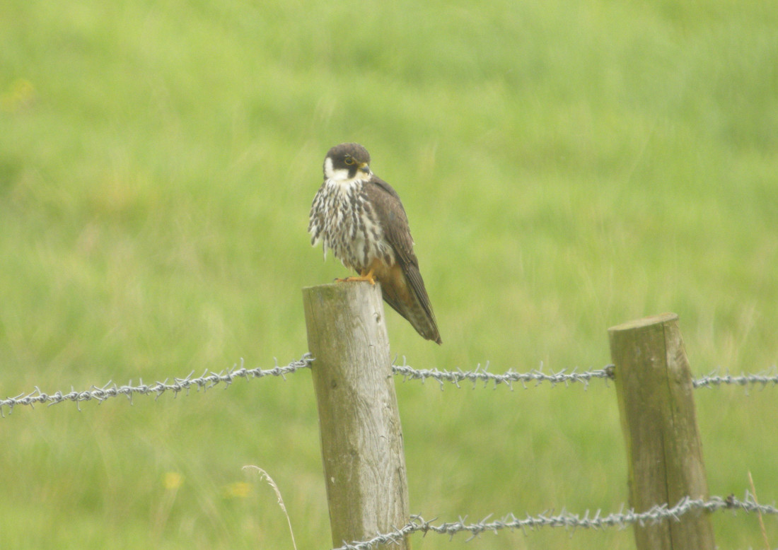 Hobby on the reserve 6th May 2020