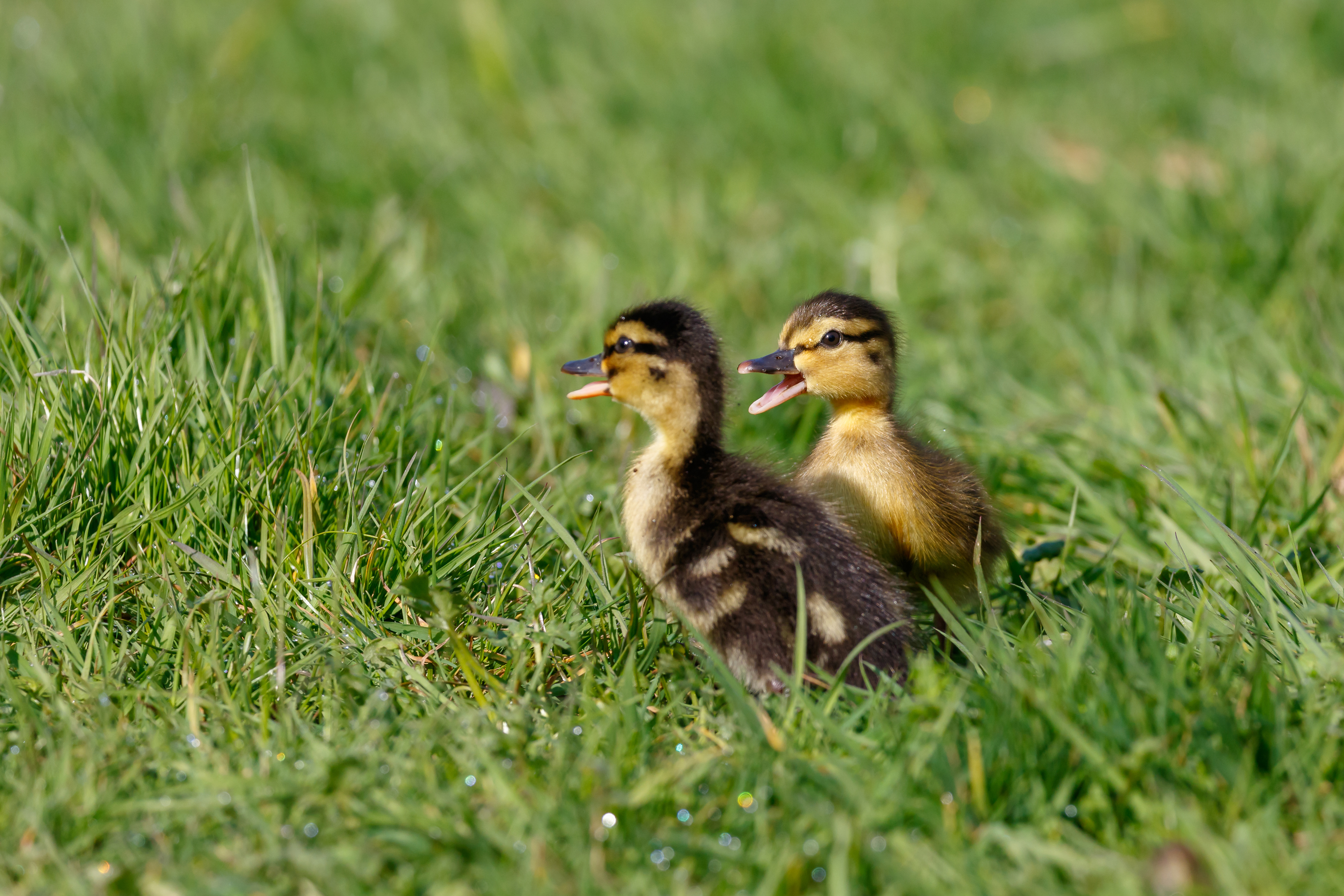 Fluffy Duckling Week