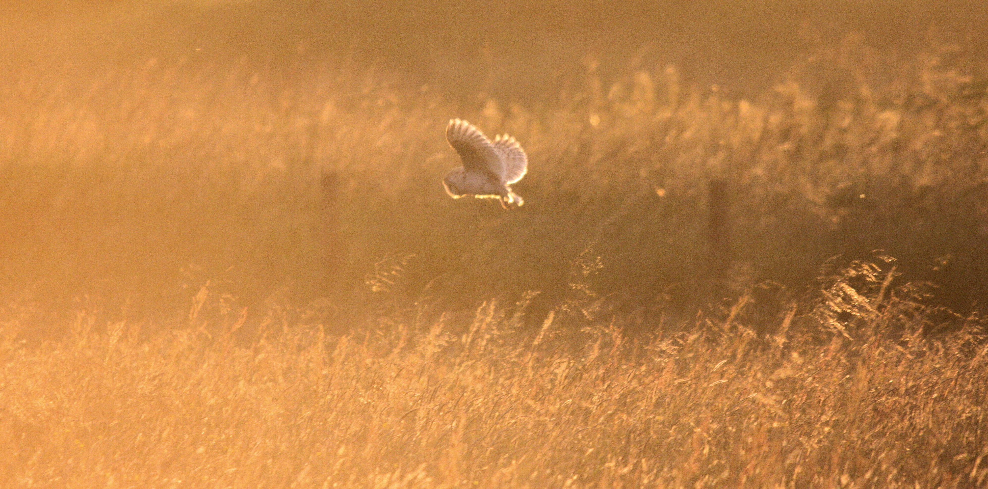 View: Bat and Barn Owl Nights