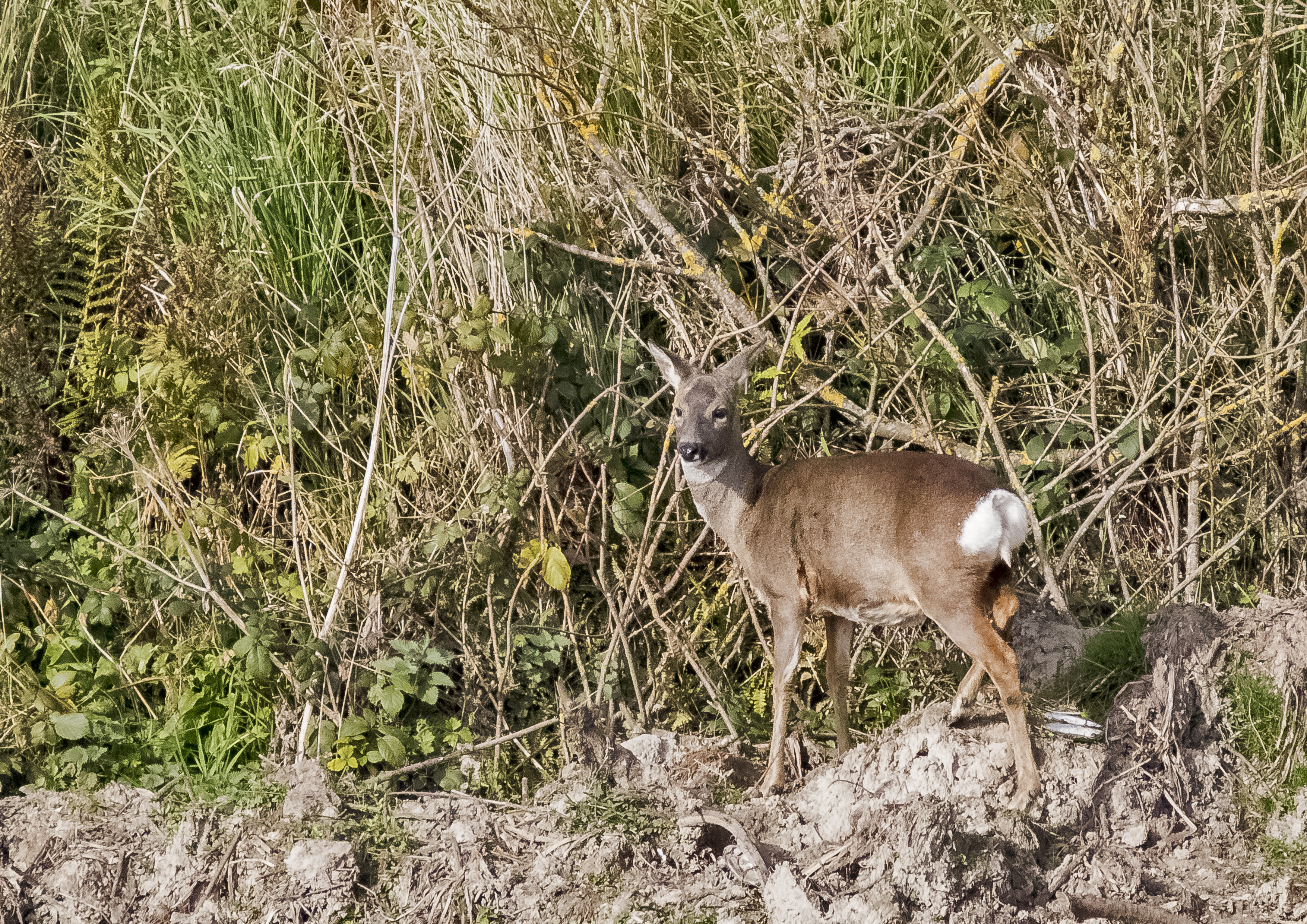 Roe Deer and Hawthorn Blossom