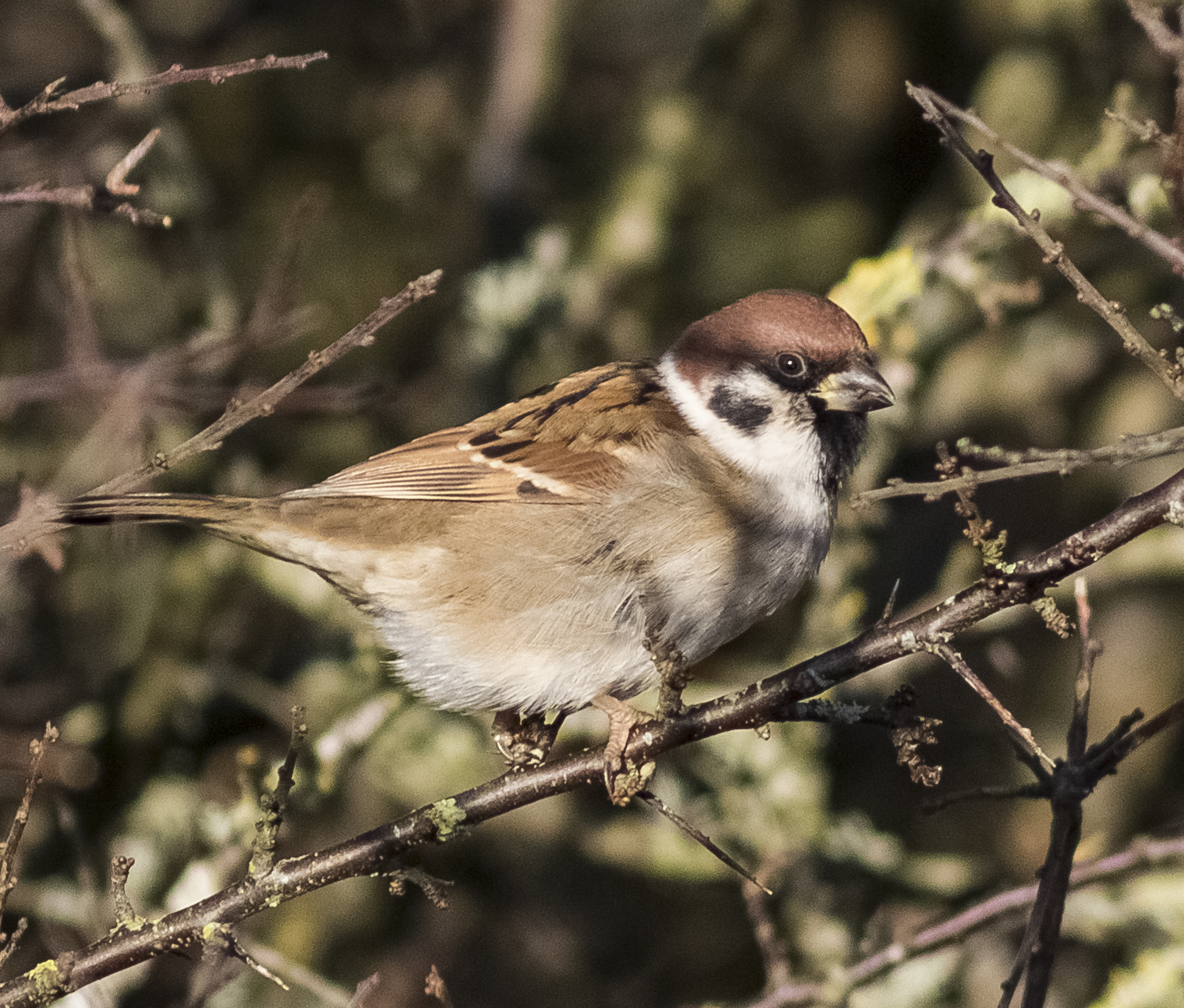 Tree Sparrows Nesting