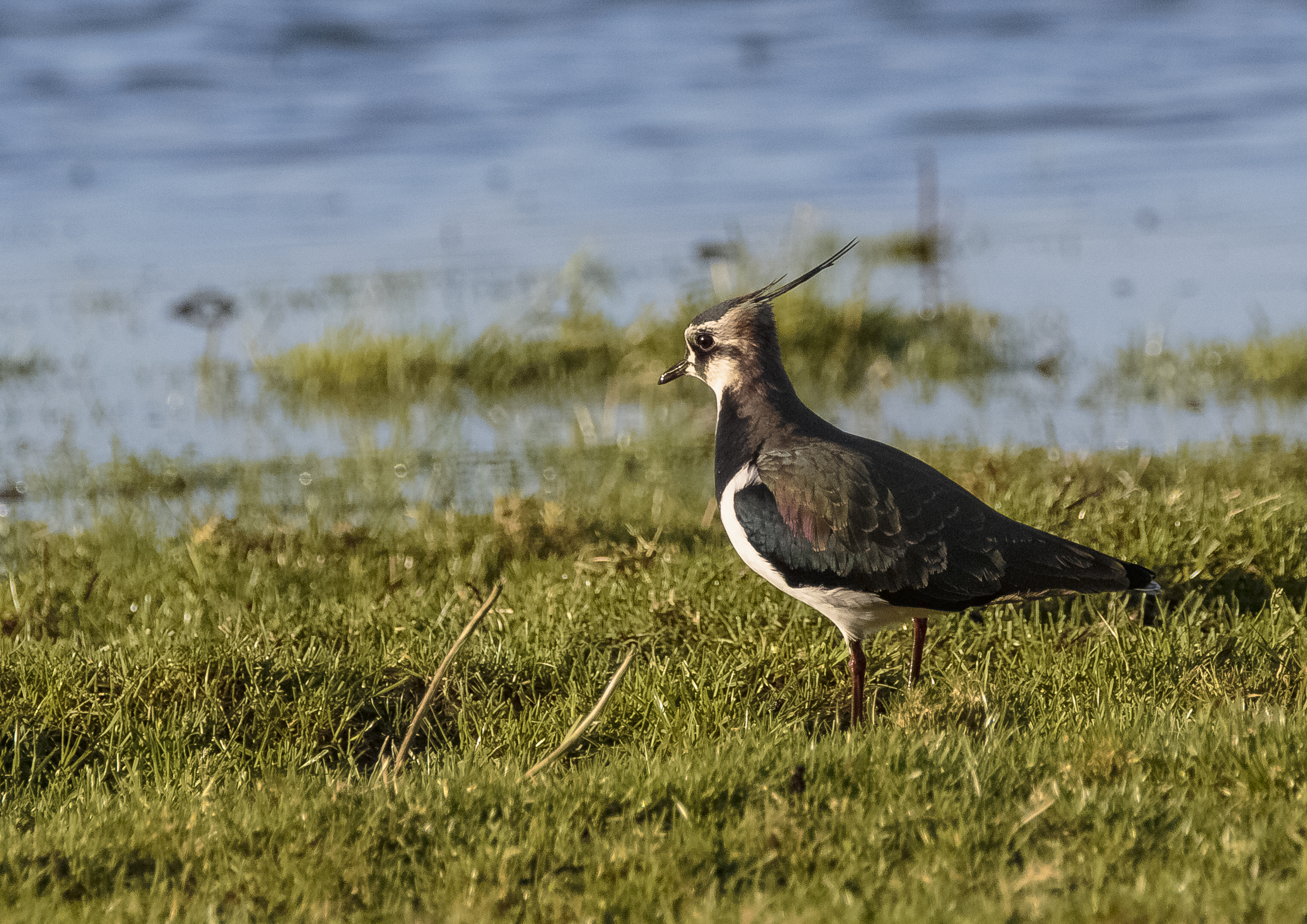 More Lapwing Chicks