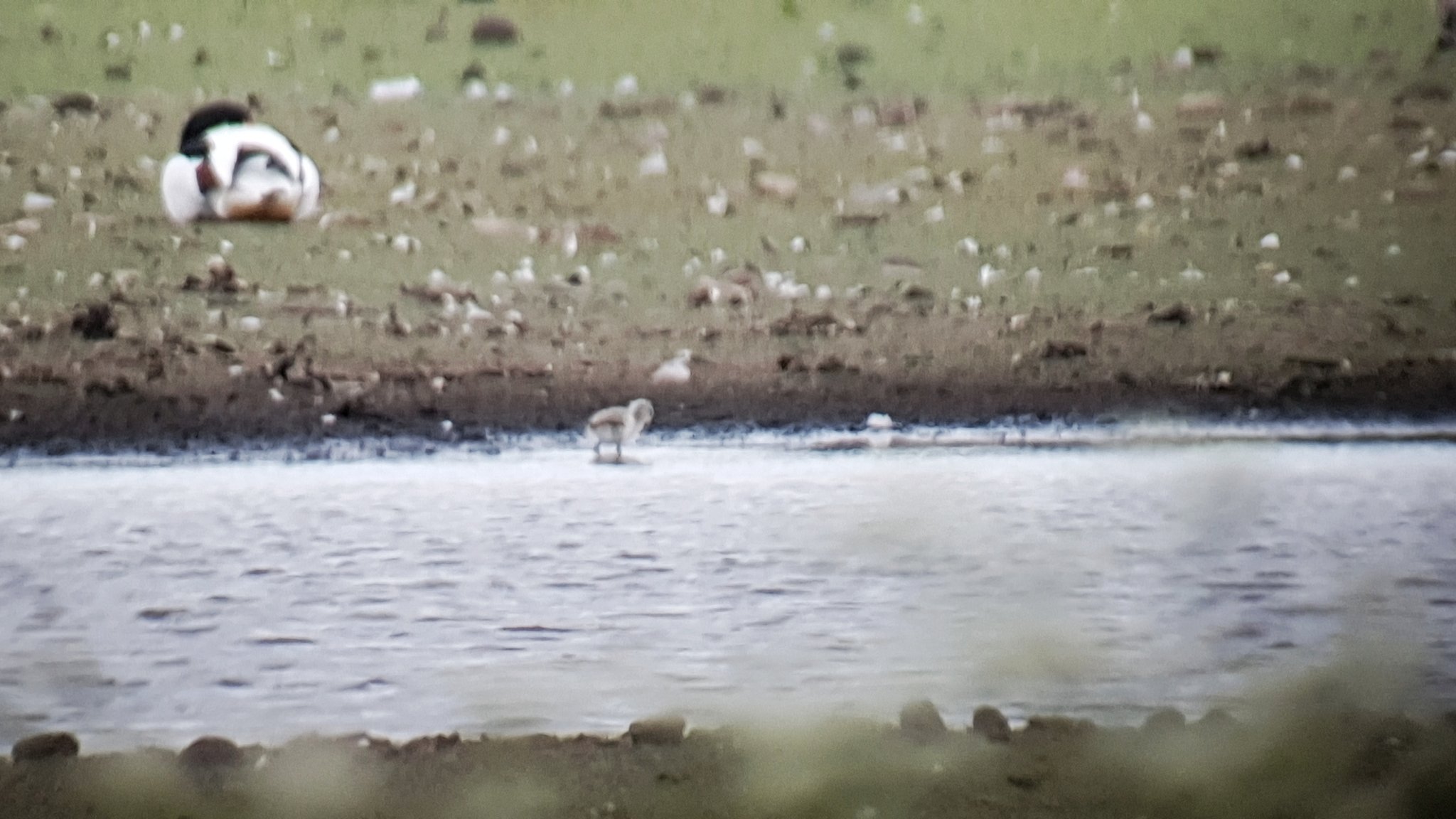 First Avocet chicks