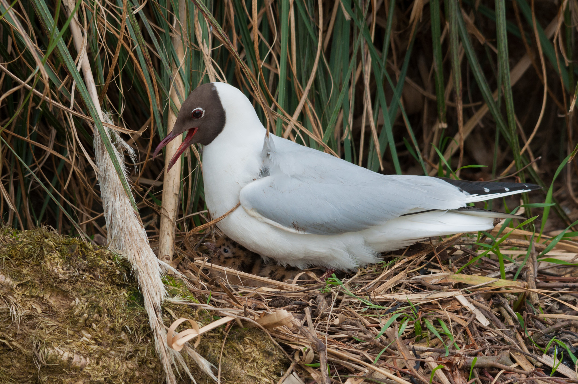 Recent Sightings - 17th June 2019