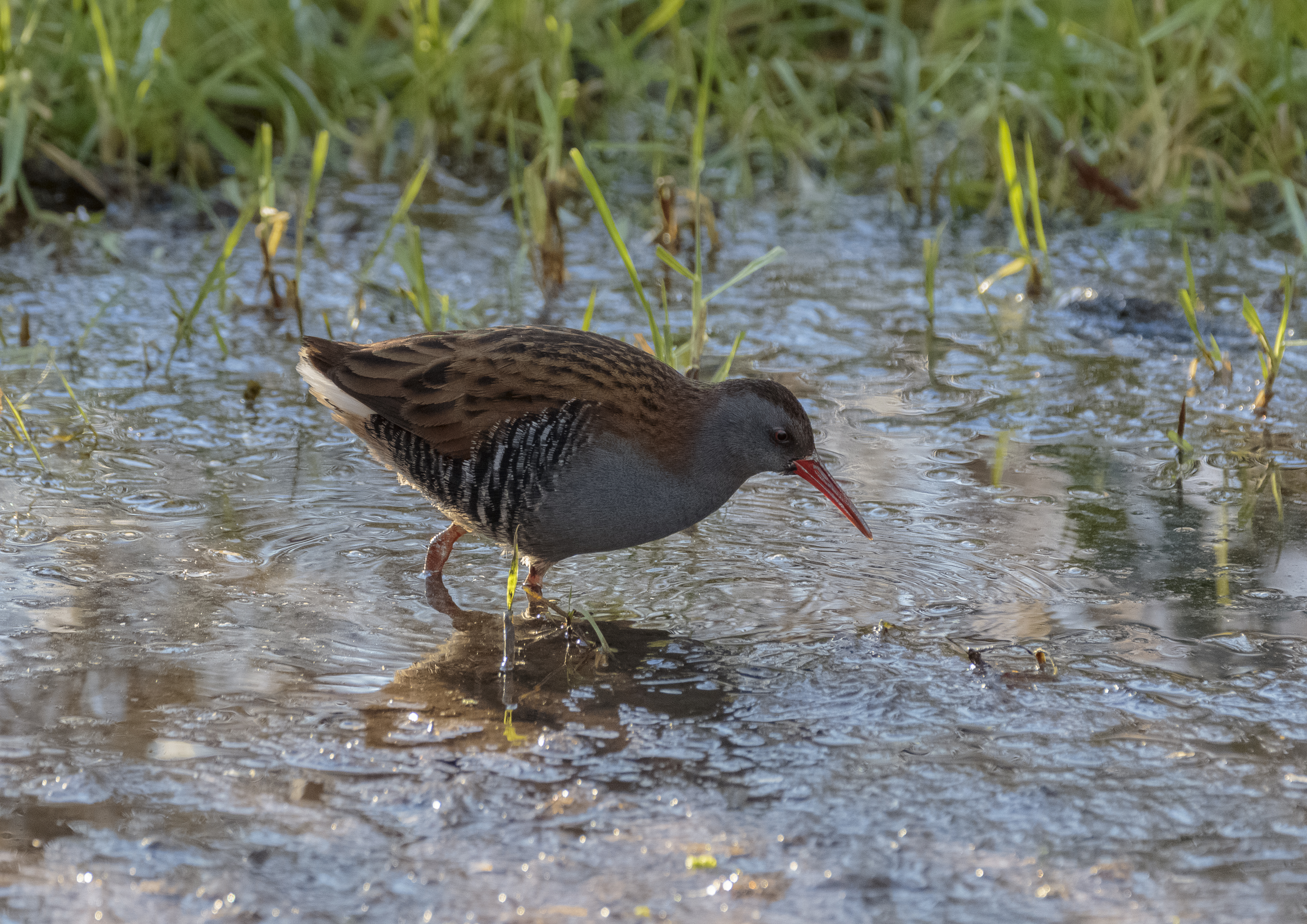 Water Rail on Teal Pond