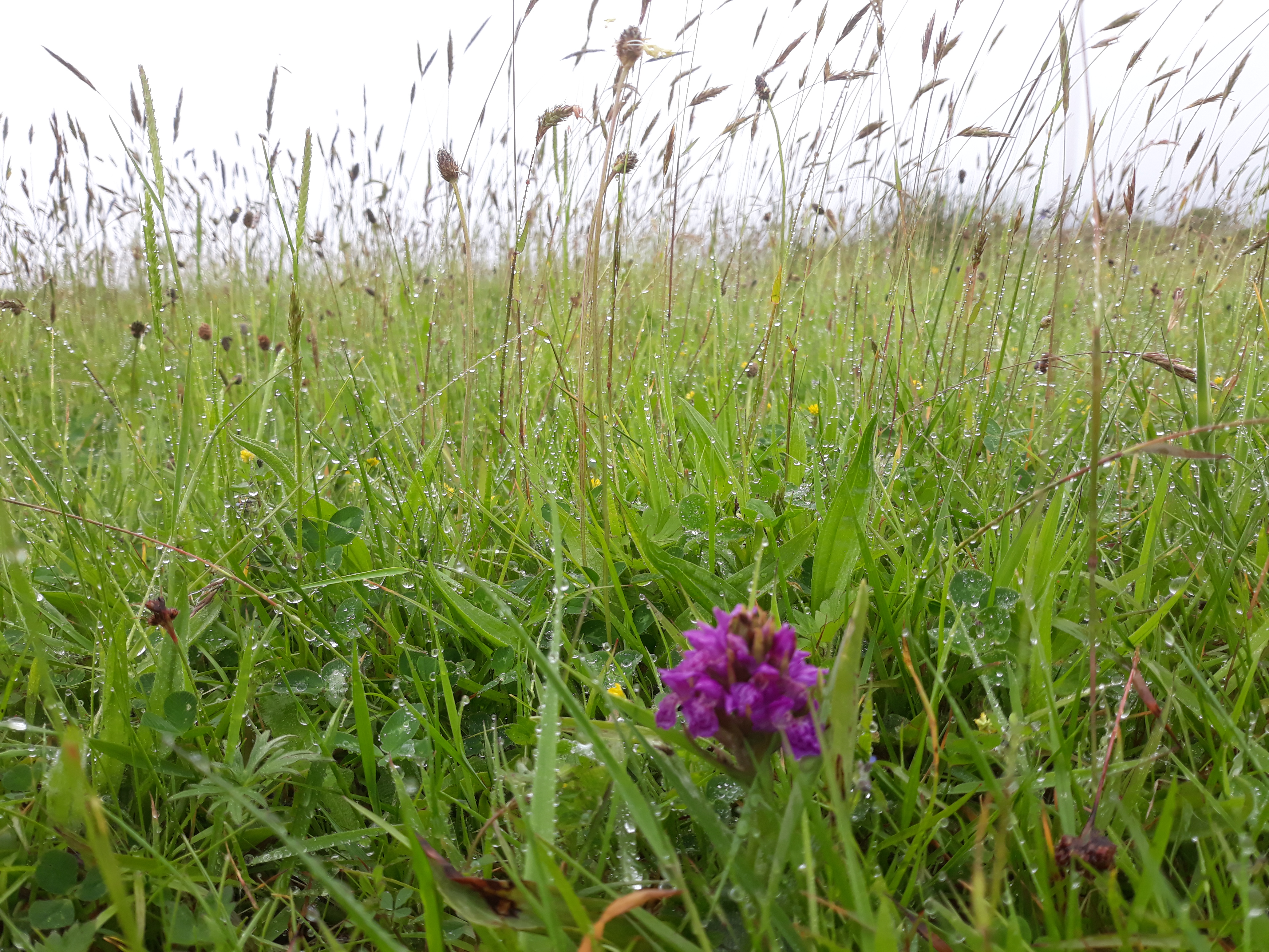 Orchids in the Meadow