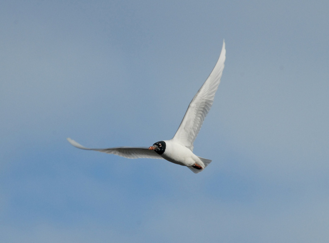 Wildlife sightings for 27th April 2021