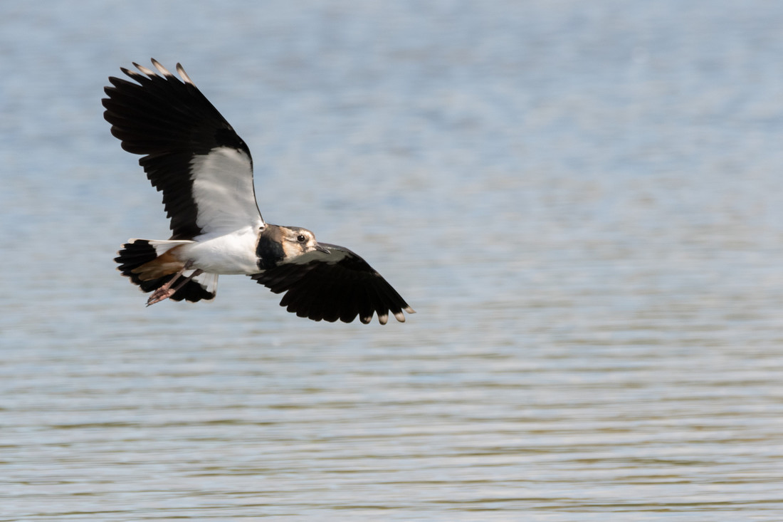 Wildlife sightings for 8th January 2023