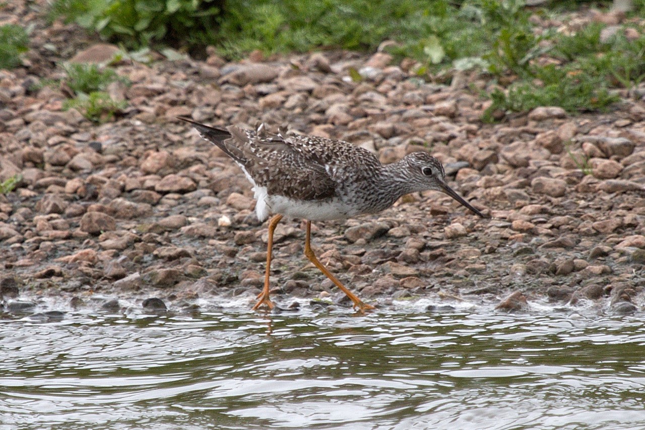 Recent Sightings - 3rd June 2019