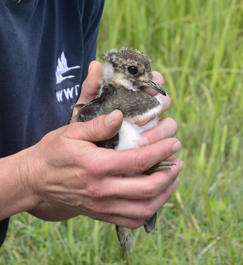 Lapwing chicks fledge