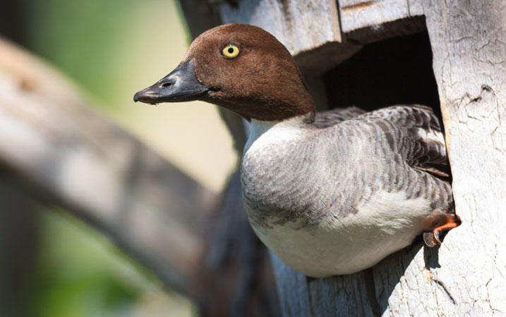 A goldeneye duck in a tree