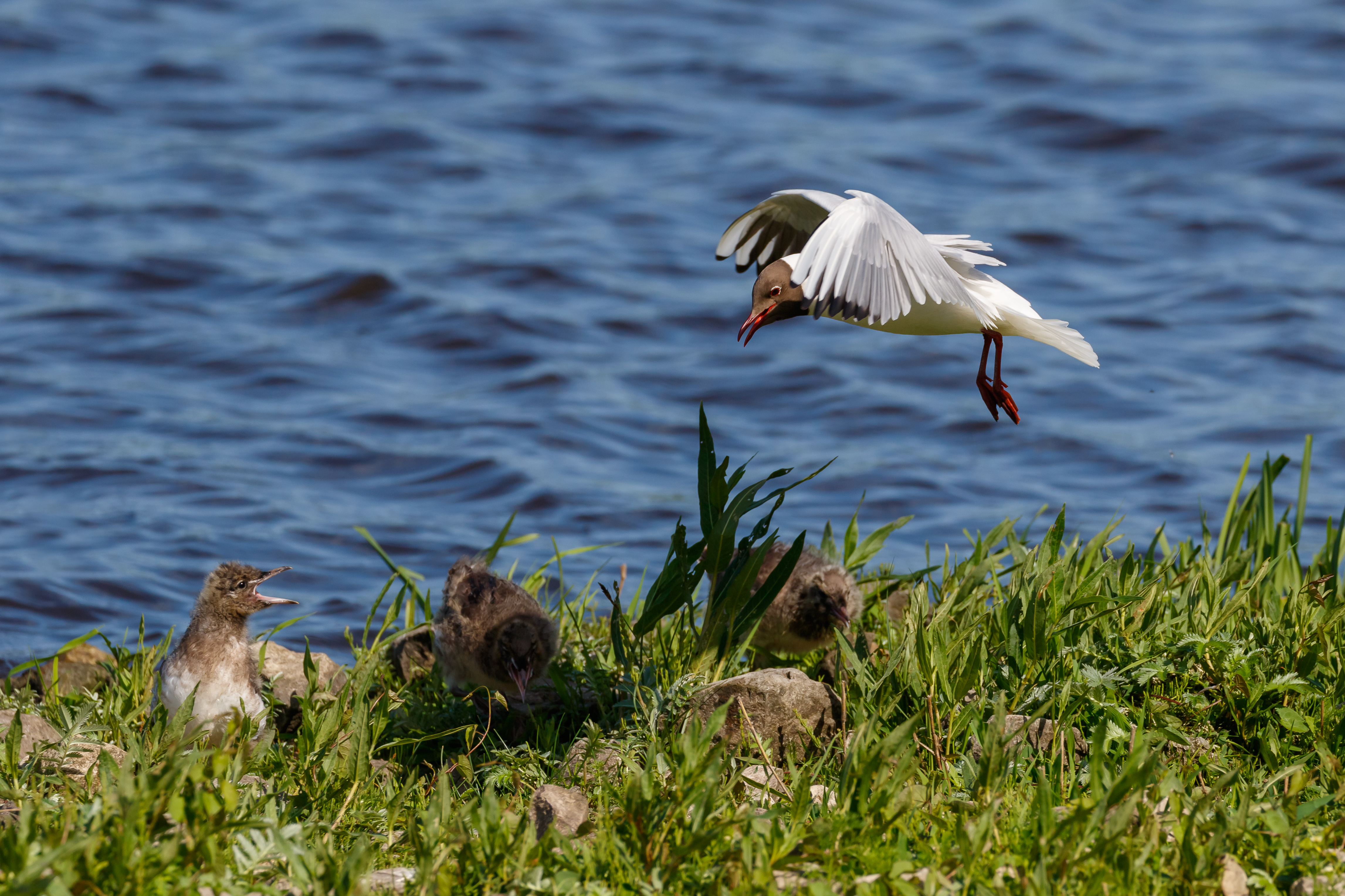 A day bird watching