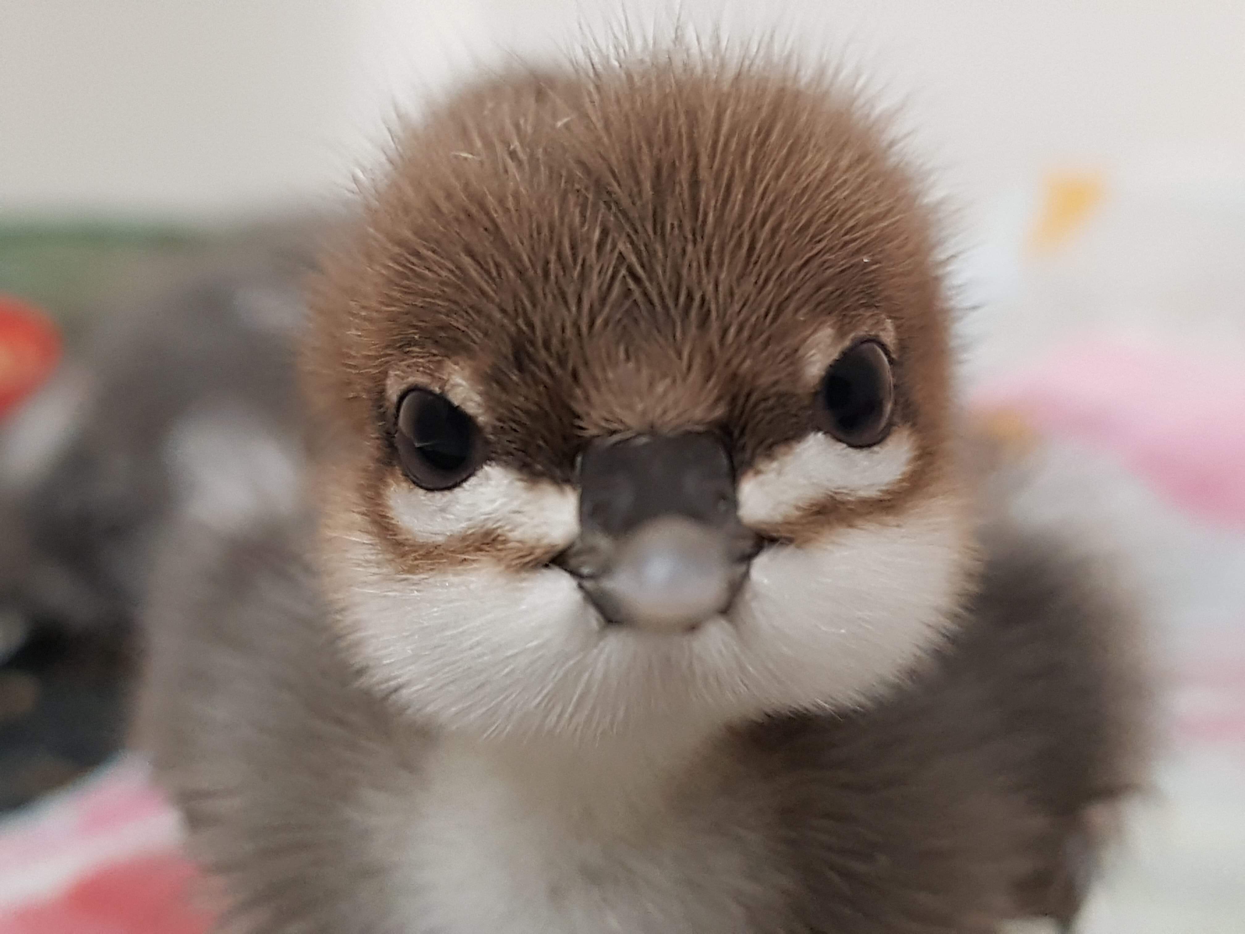 Endangered ducklings hatch at Arundel Wetland Centre