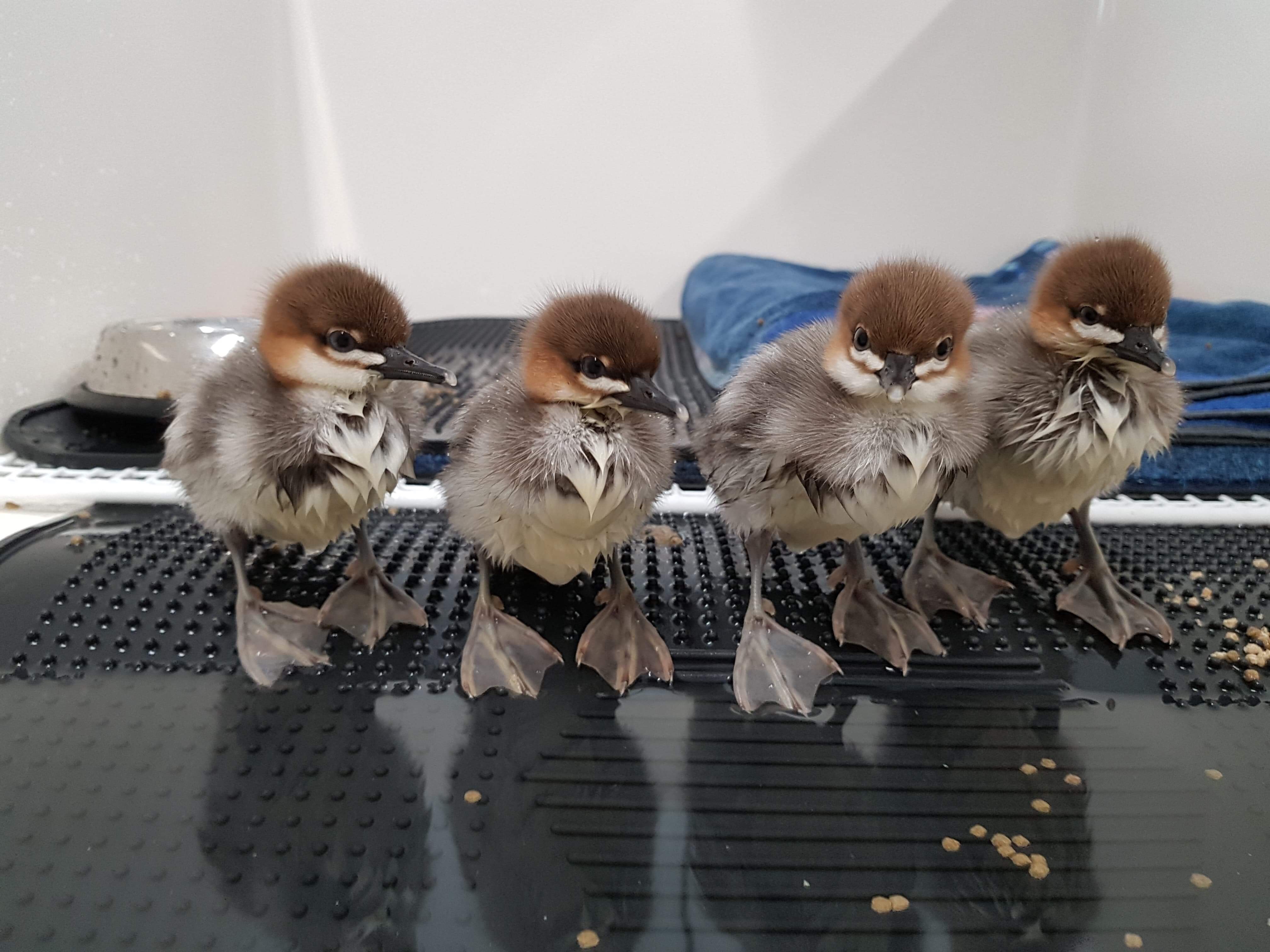 Scaly-sided merganser ducklings