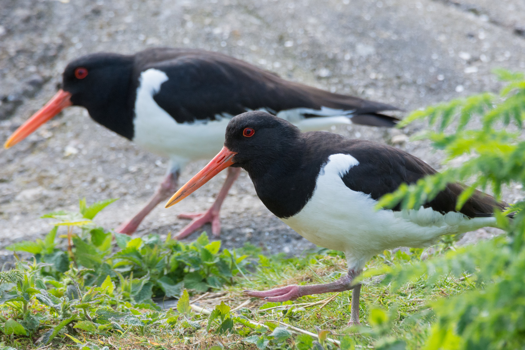 Recent Sightings - 27th July 2020