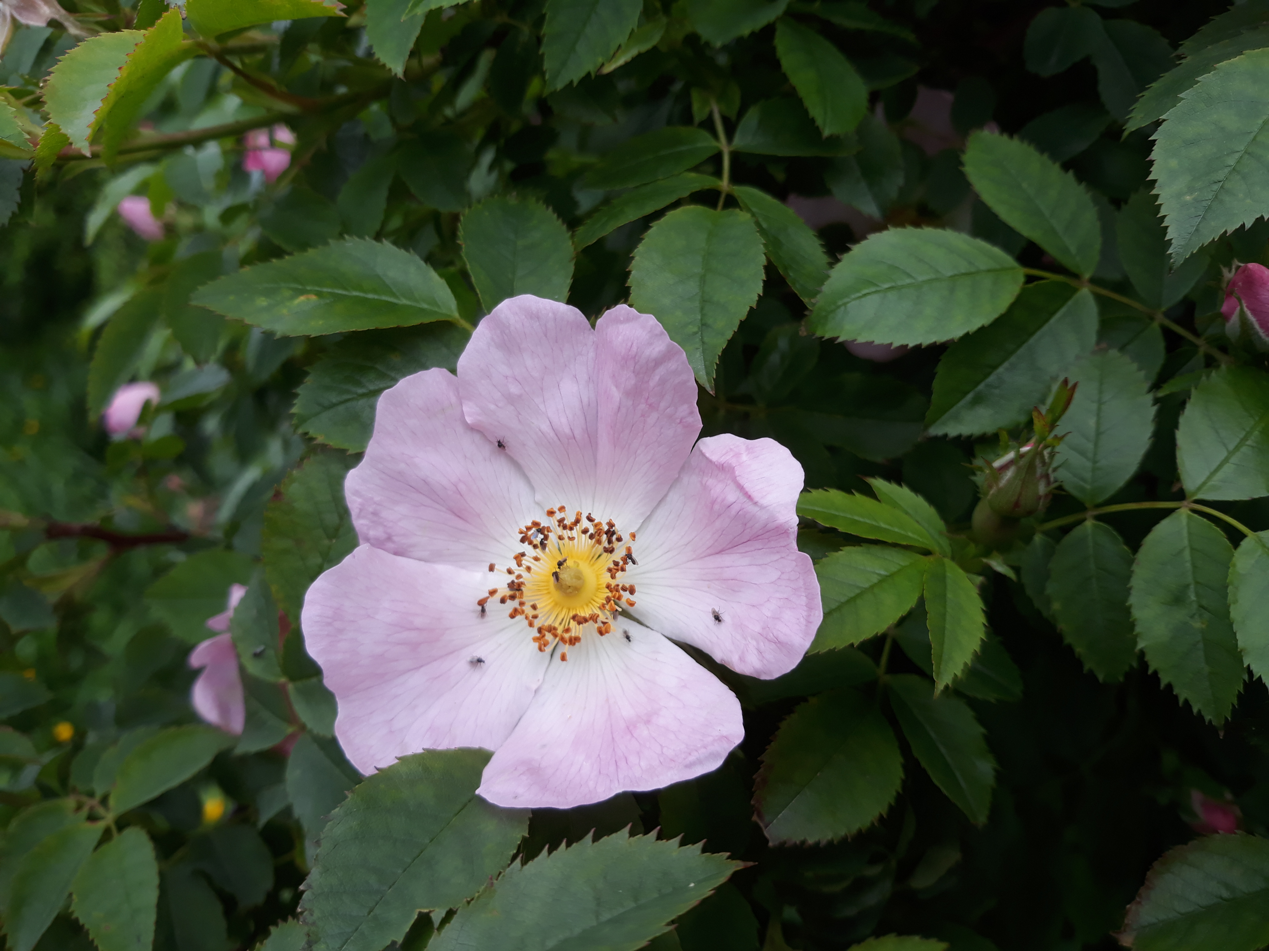 Hedgerows in Bloom