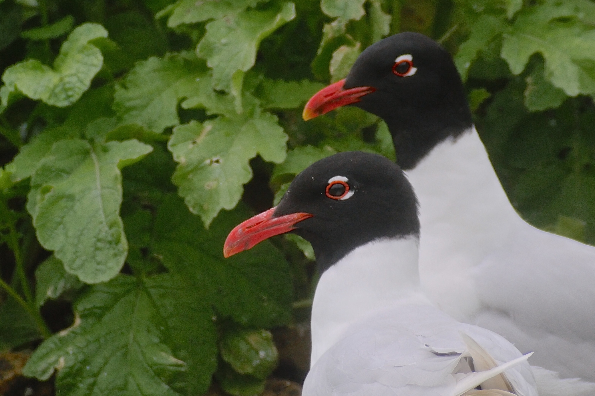 More Med Gulls