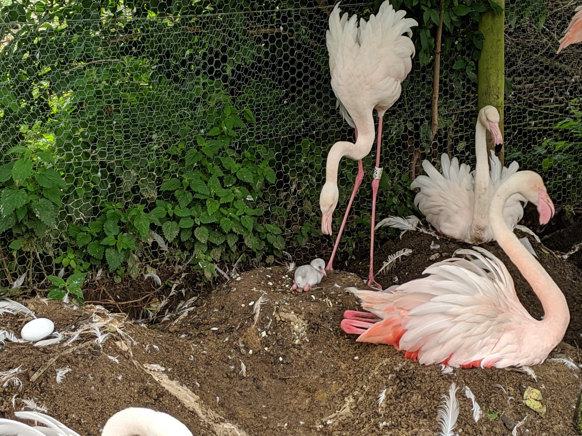 Flamingo chicks hatch at Martin Mere