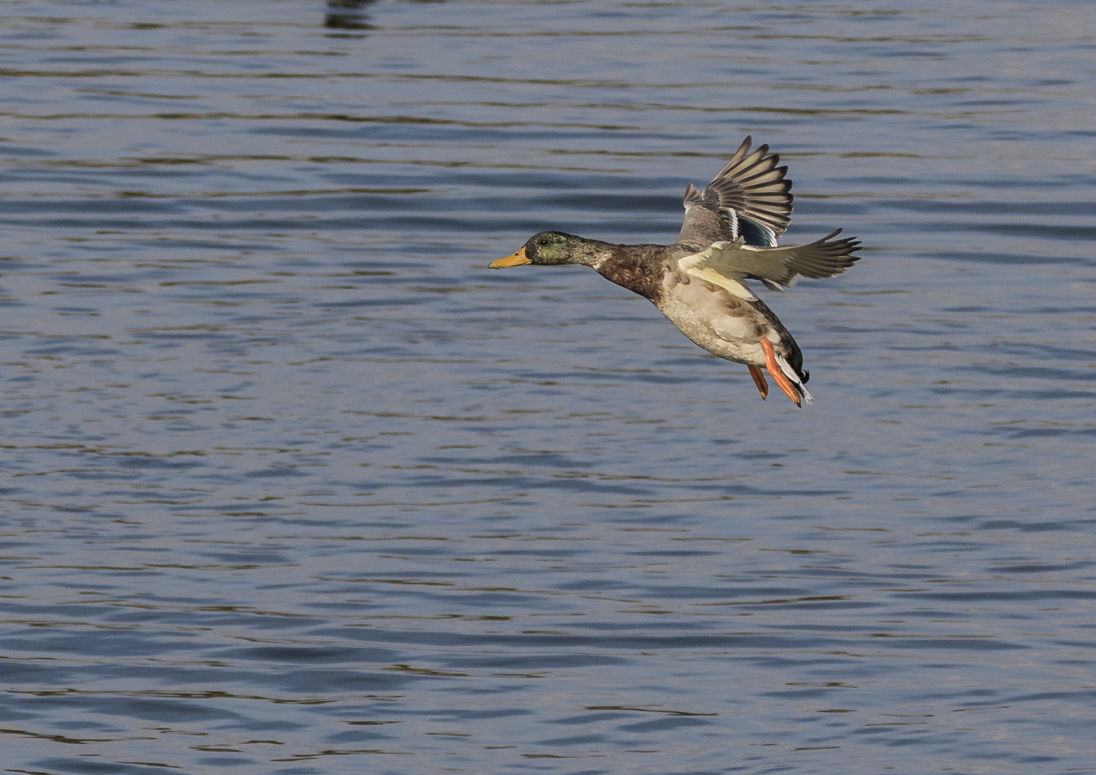 Good Weather for Ducks!