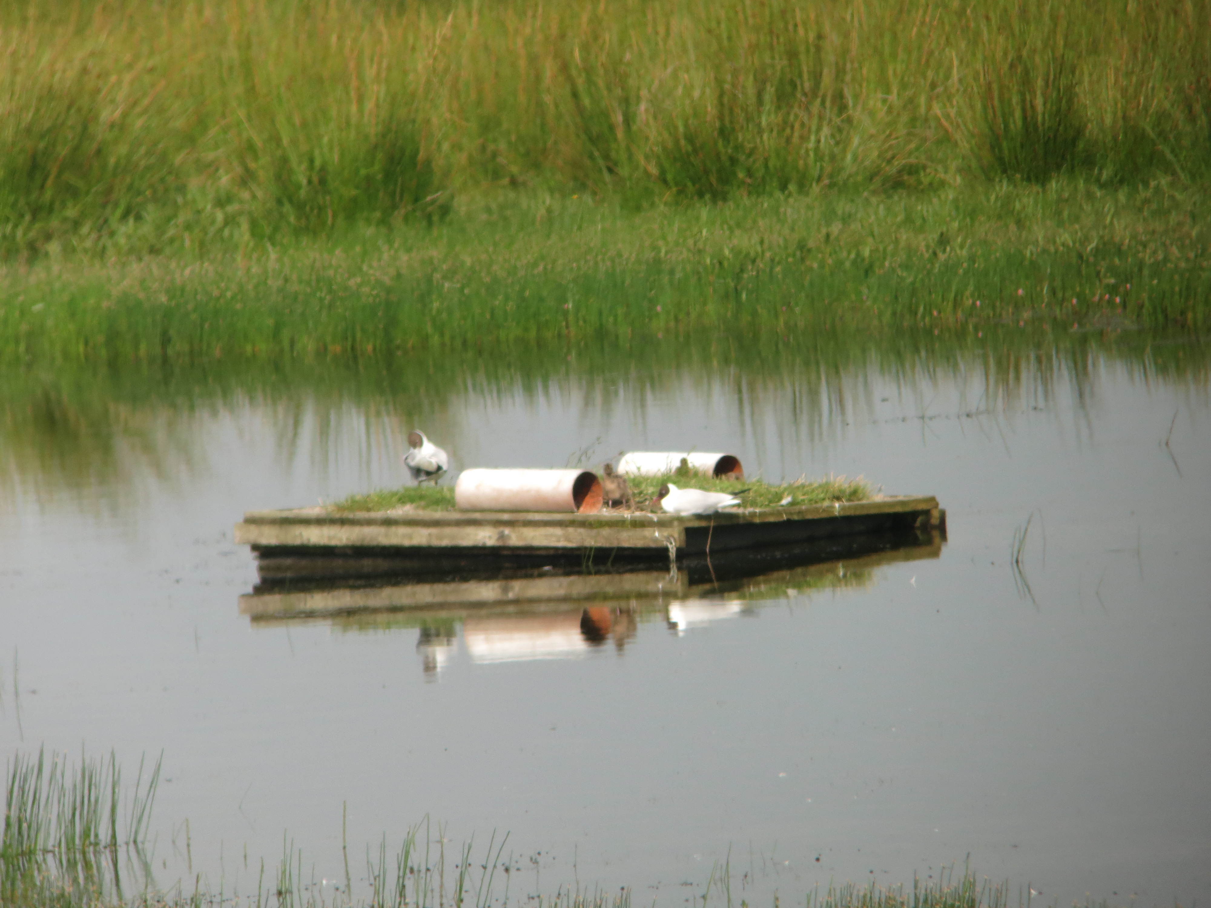 Black-headed Gull chicks and Reed Warbler singing