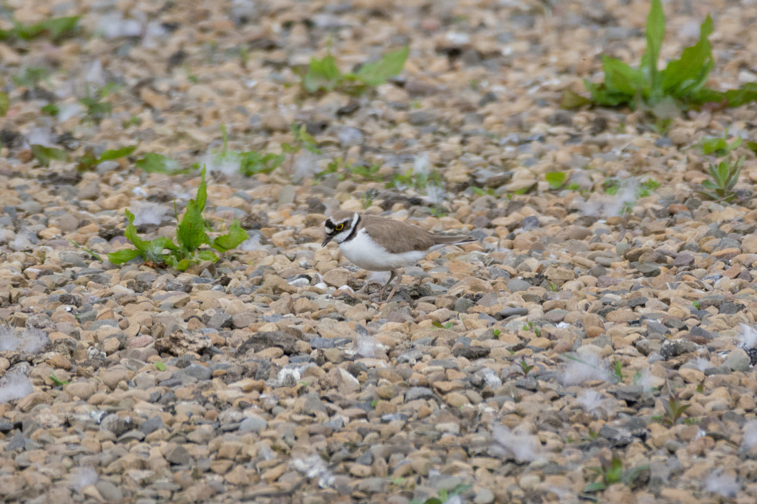 Wildlife sightings for 28th June 2022