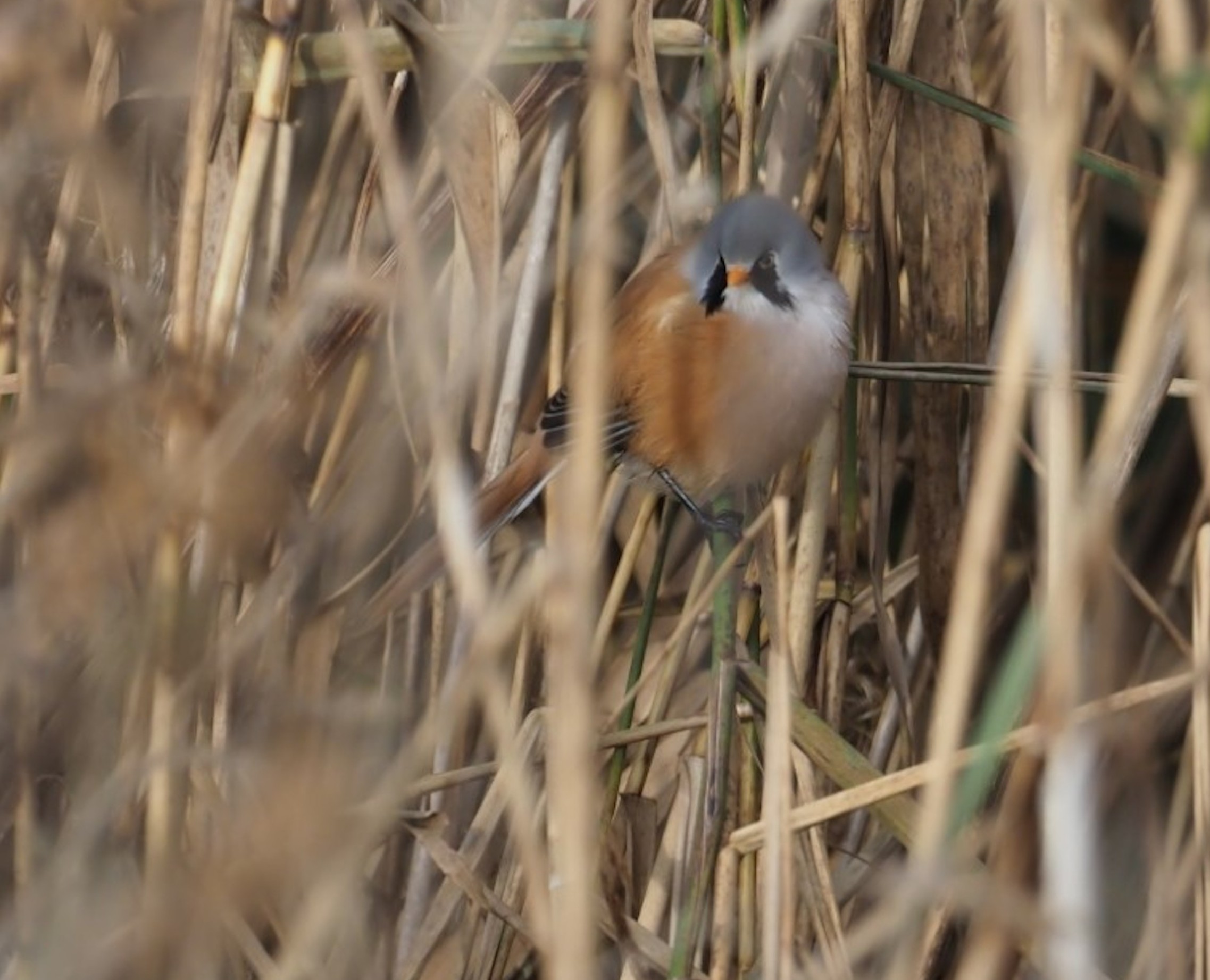 Rare Bearded Tits breeding for the first time at Martin Mere