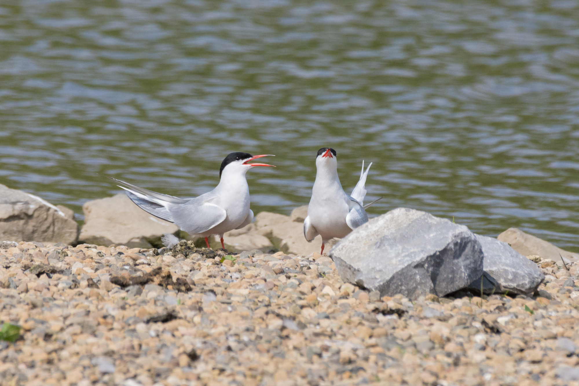 Recent Sightings 23rd July 2024