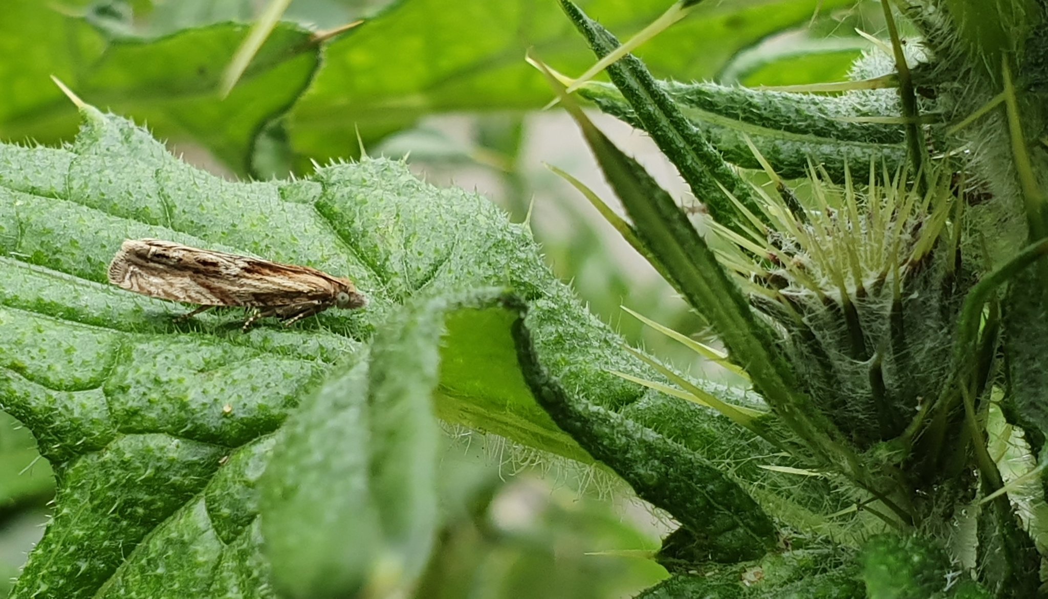 A reserve first - Obscure Wainscot