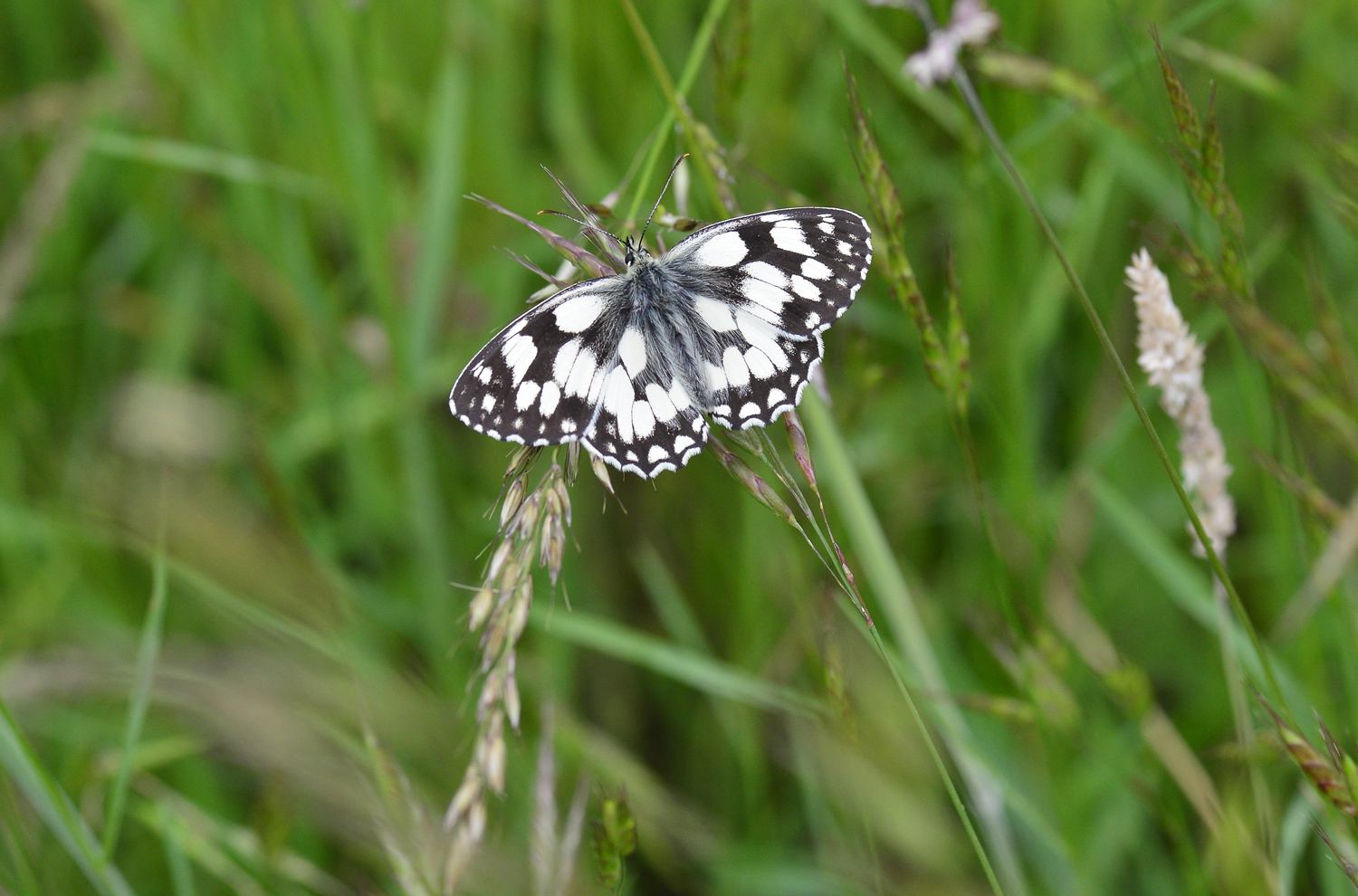 Butterflies, reptiles and bird surveys