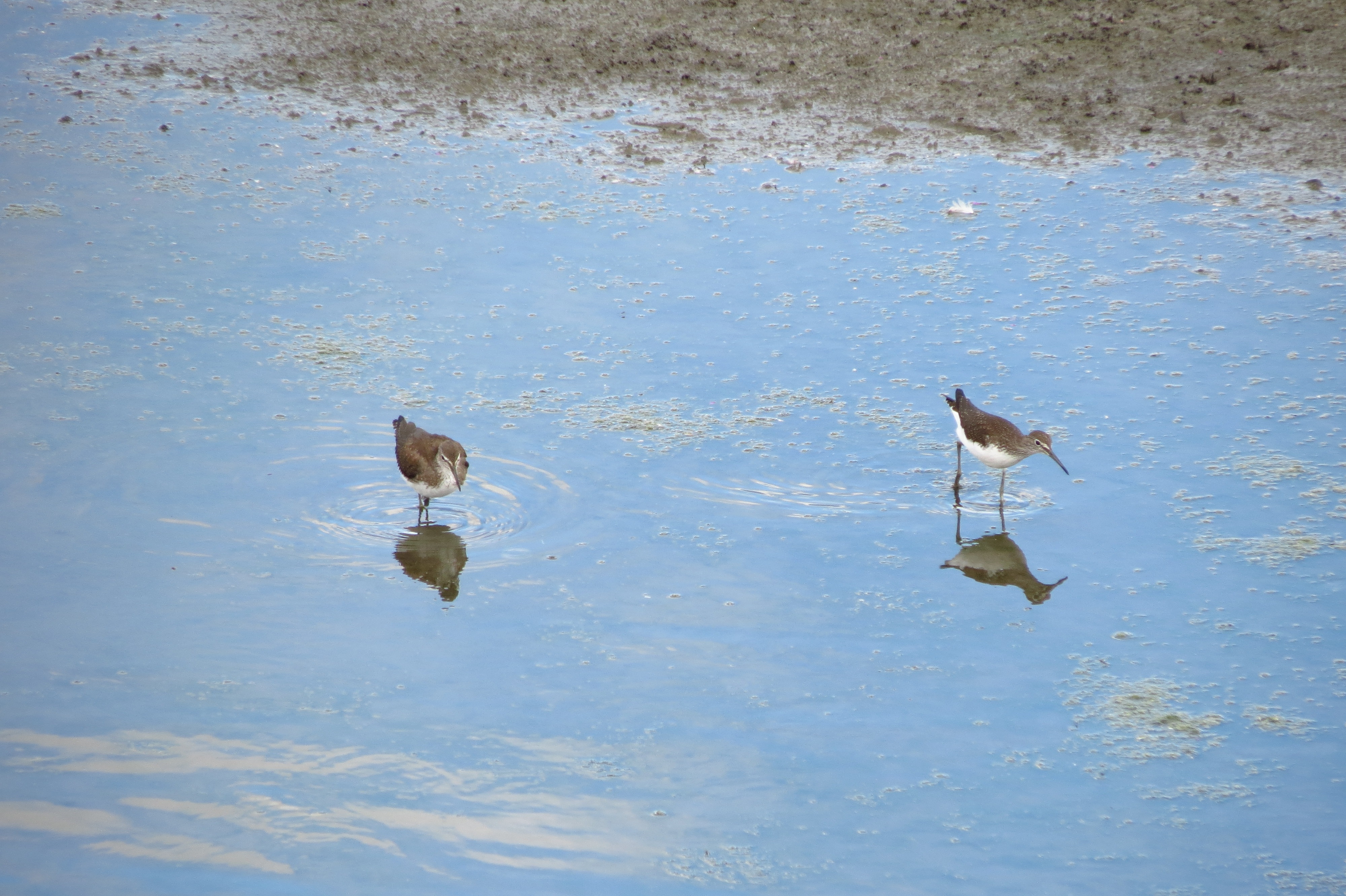 Green Sandpiper (c) S.Murton