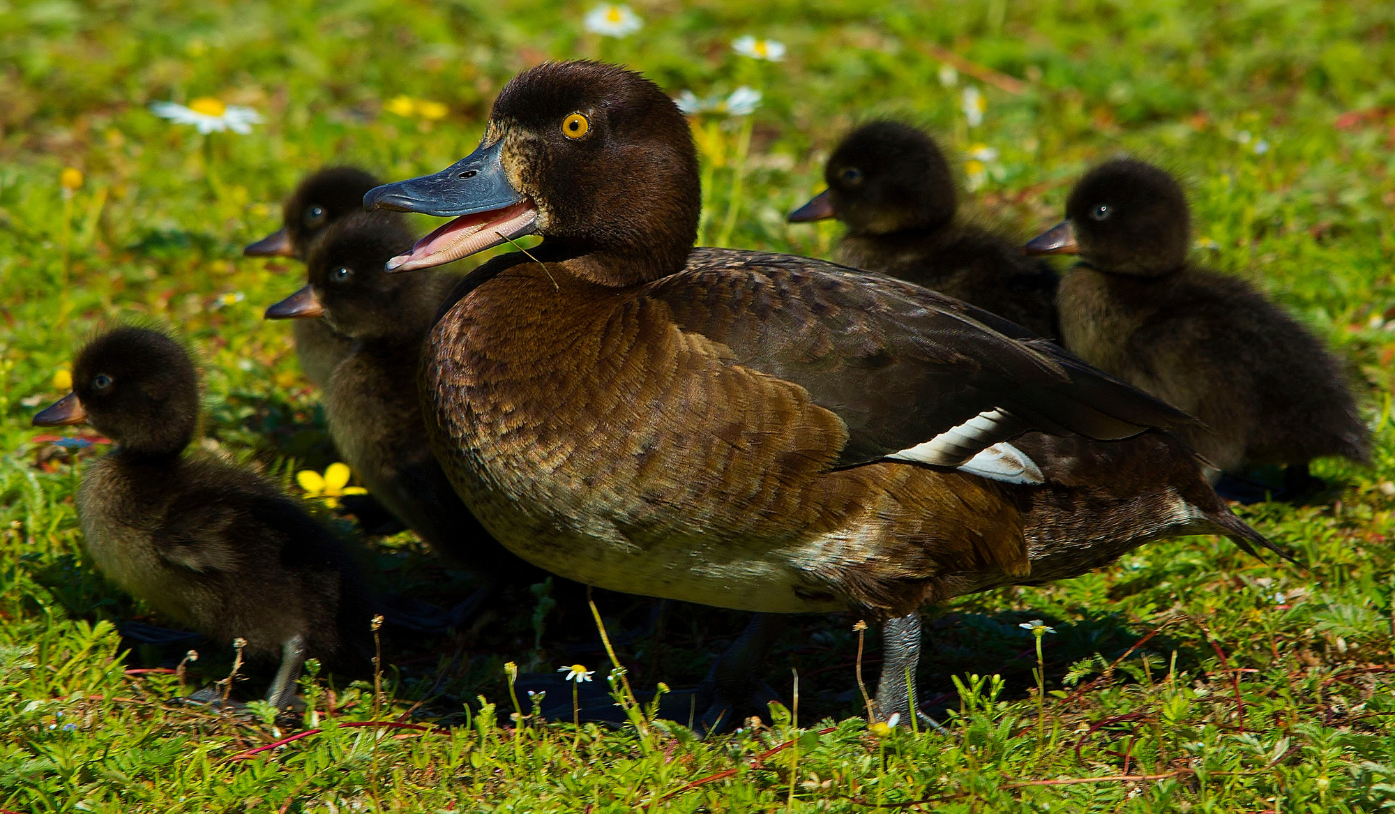 Recent Sightings - 1st July 2019