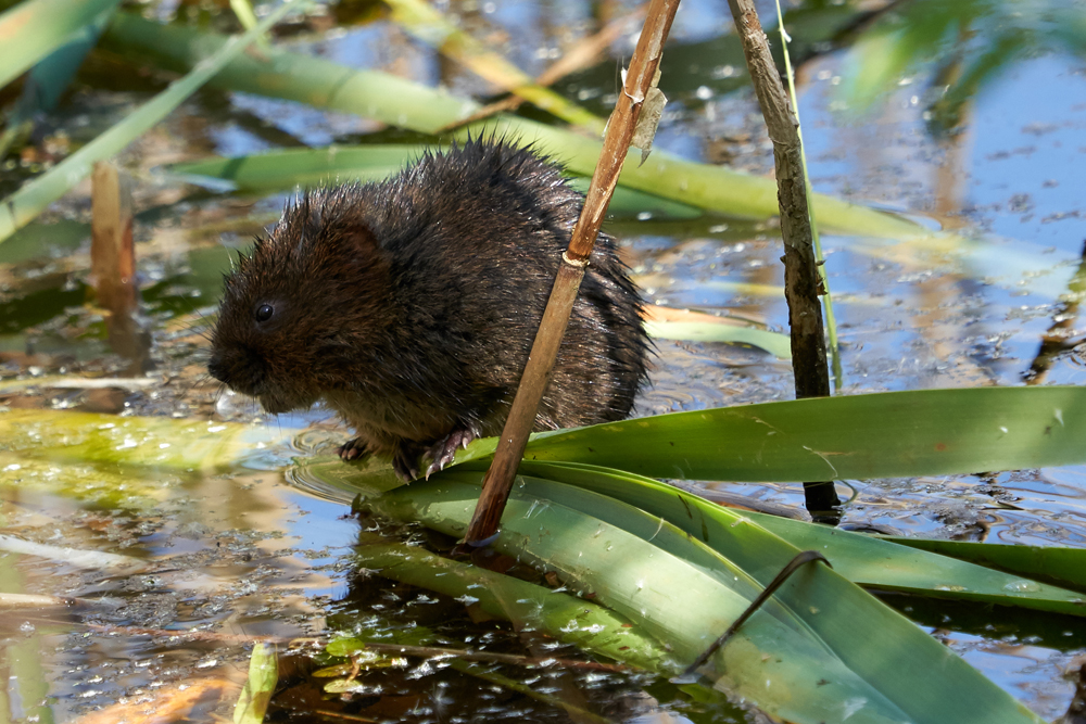 Welney sightings - 07/05/2022