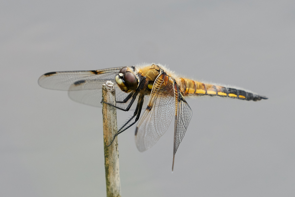 Today's Sightings-05/08/2019