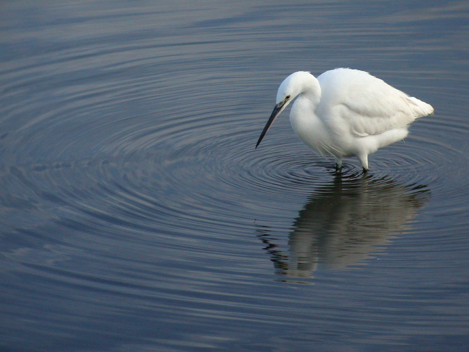 Recent Sightings - 8th June 2019